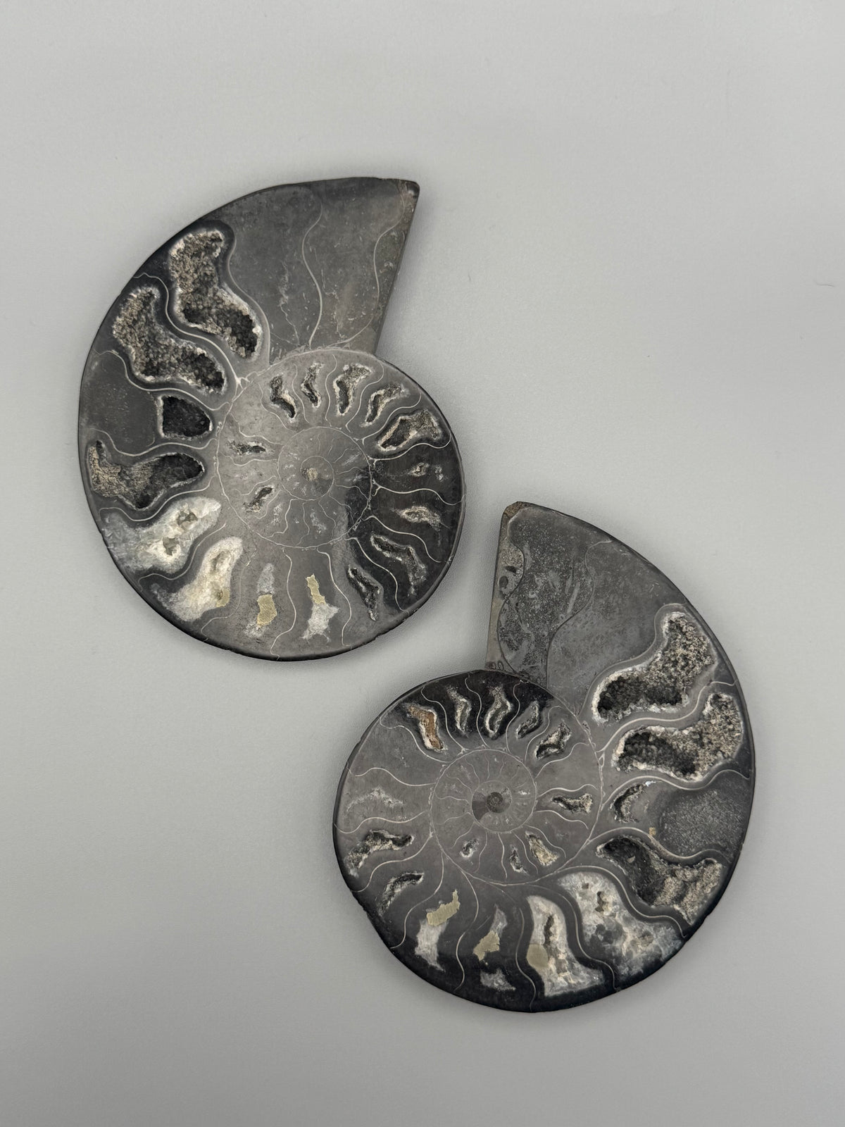•BLACK AMMONITE• small pyritized fossil pair (sold individually)