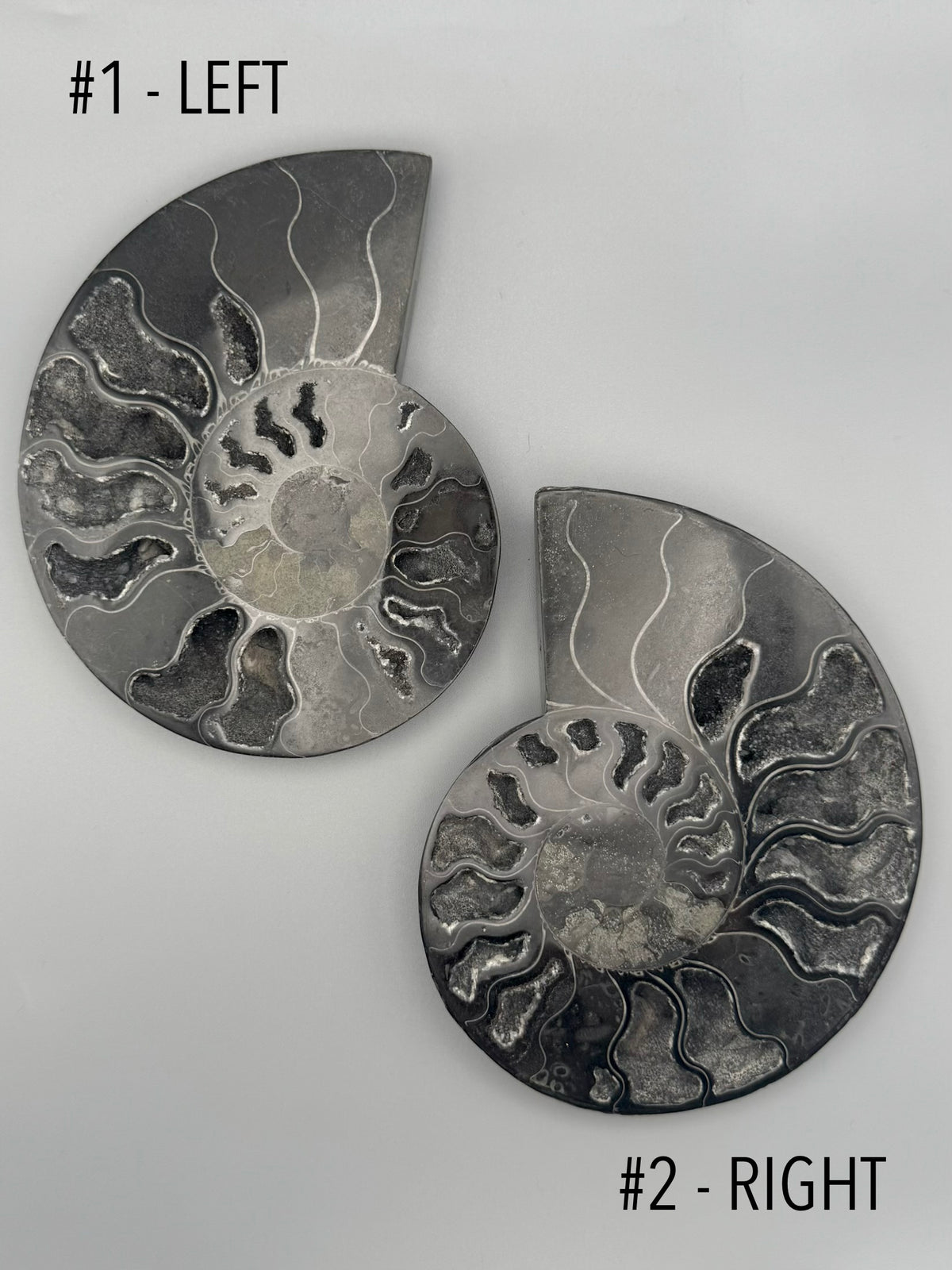 •BLACK AMMONITE• medium pyritized fossil pair (sold individually)
