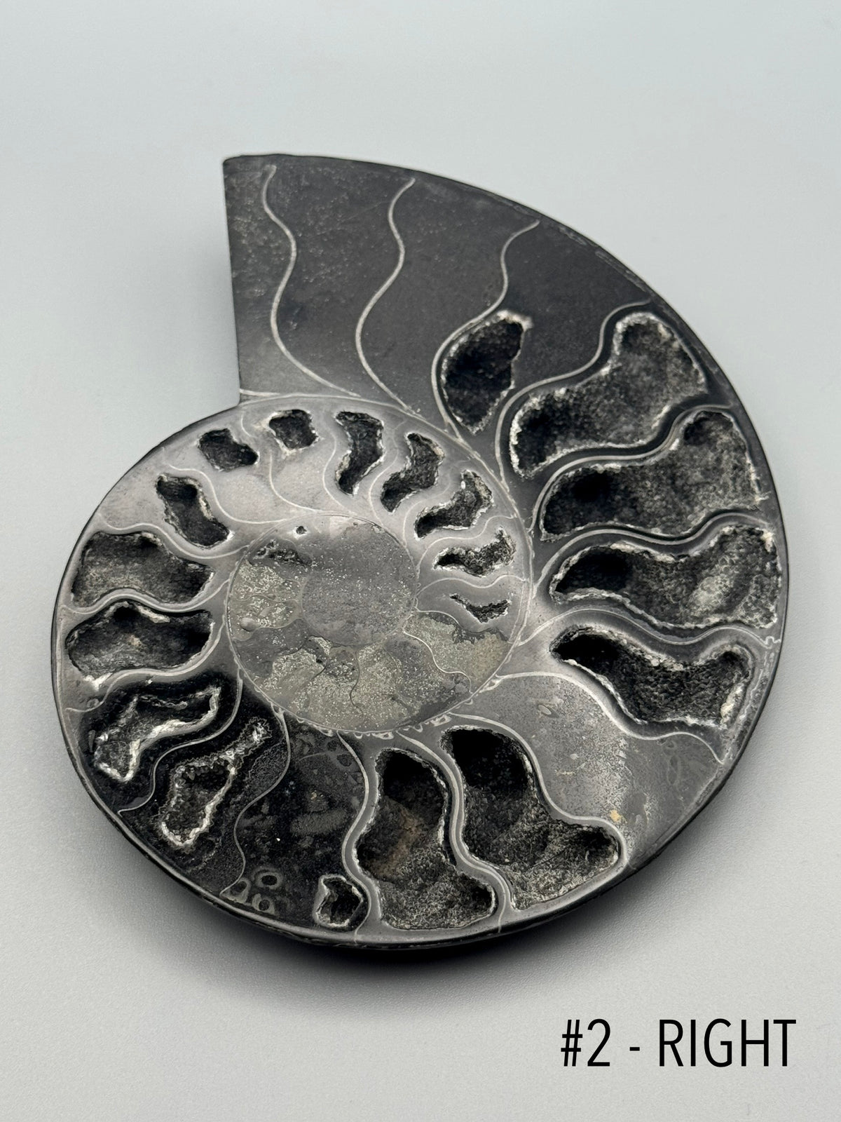 •BLACK AMMONITE• medium pyritized fossil pair (sold individually)