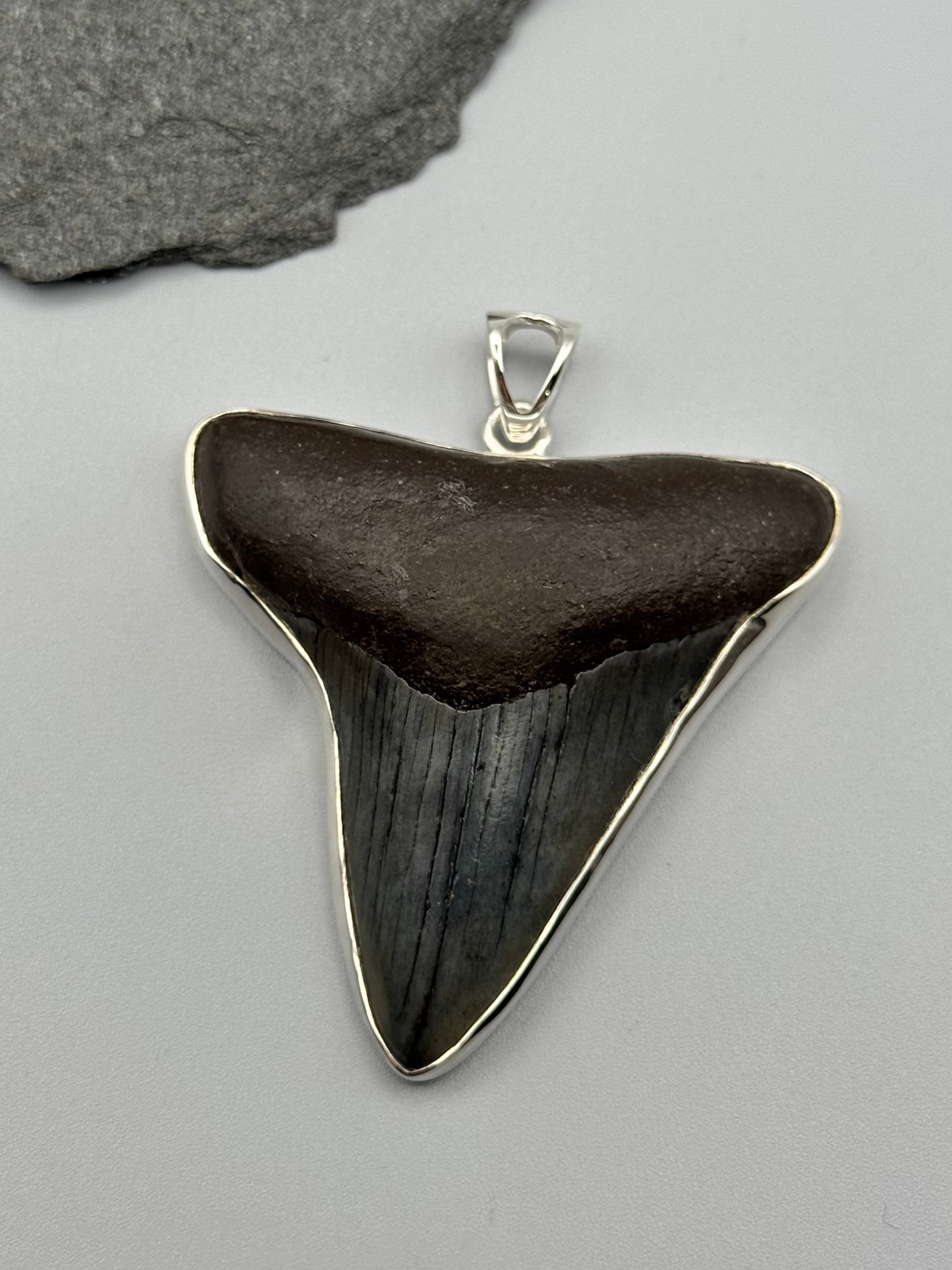 •FOSSILIZED SHARK TOOTH XXL• sterling silver pendant