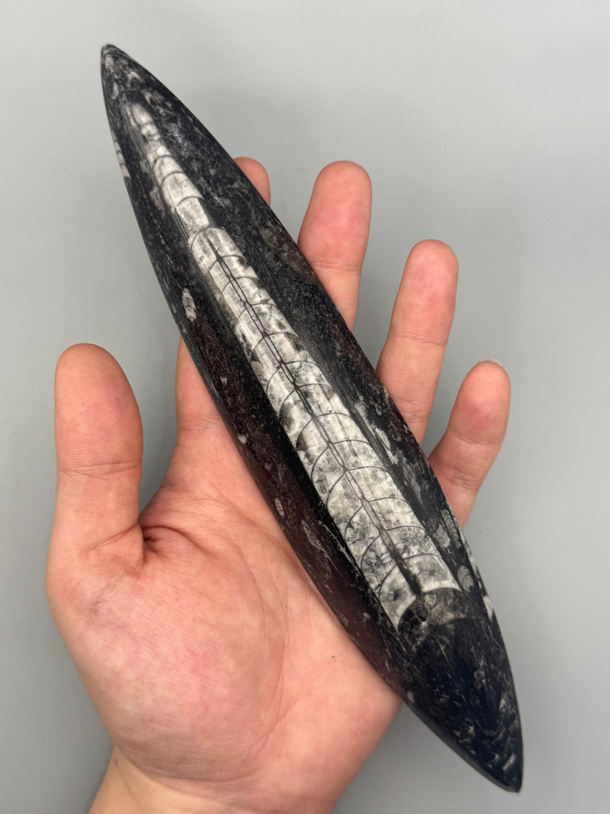 •ORTHOCERAS• fossilized stone slab
