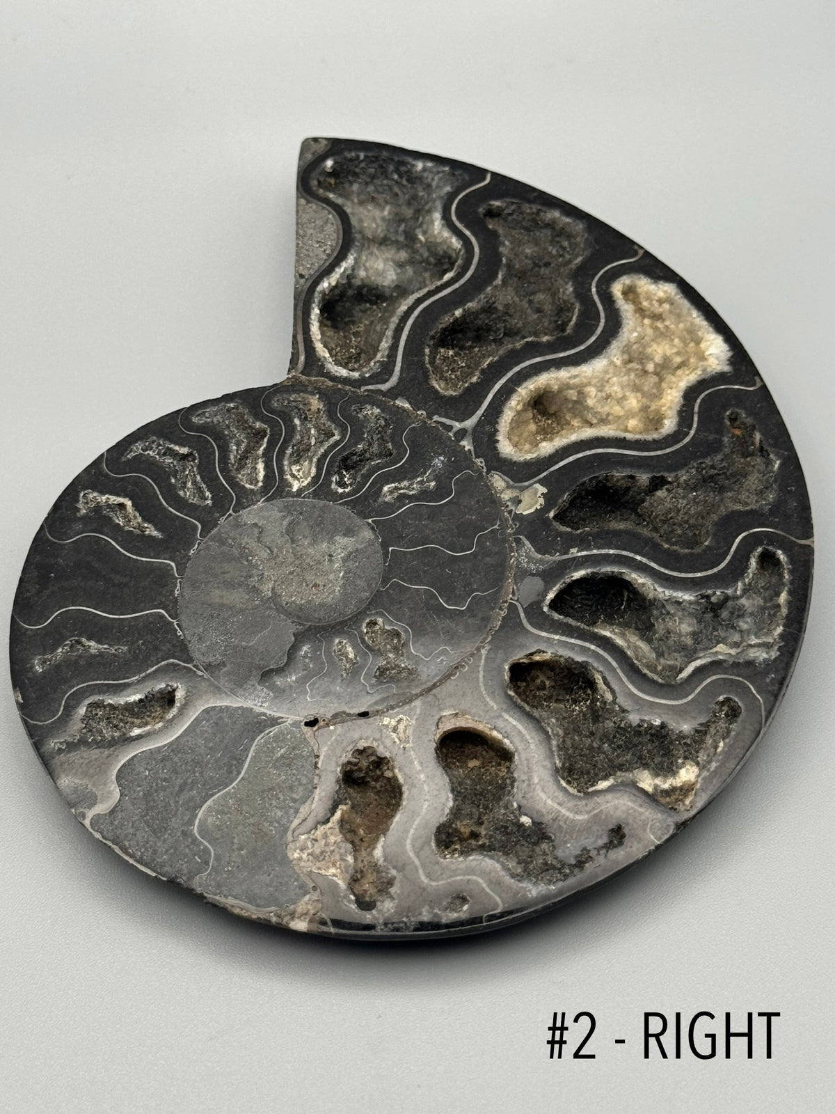 •BLACK AMMONITE• medium pyritized fossil pair (sold individually)