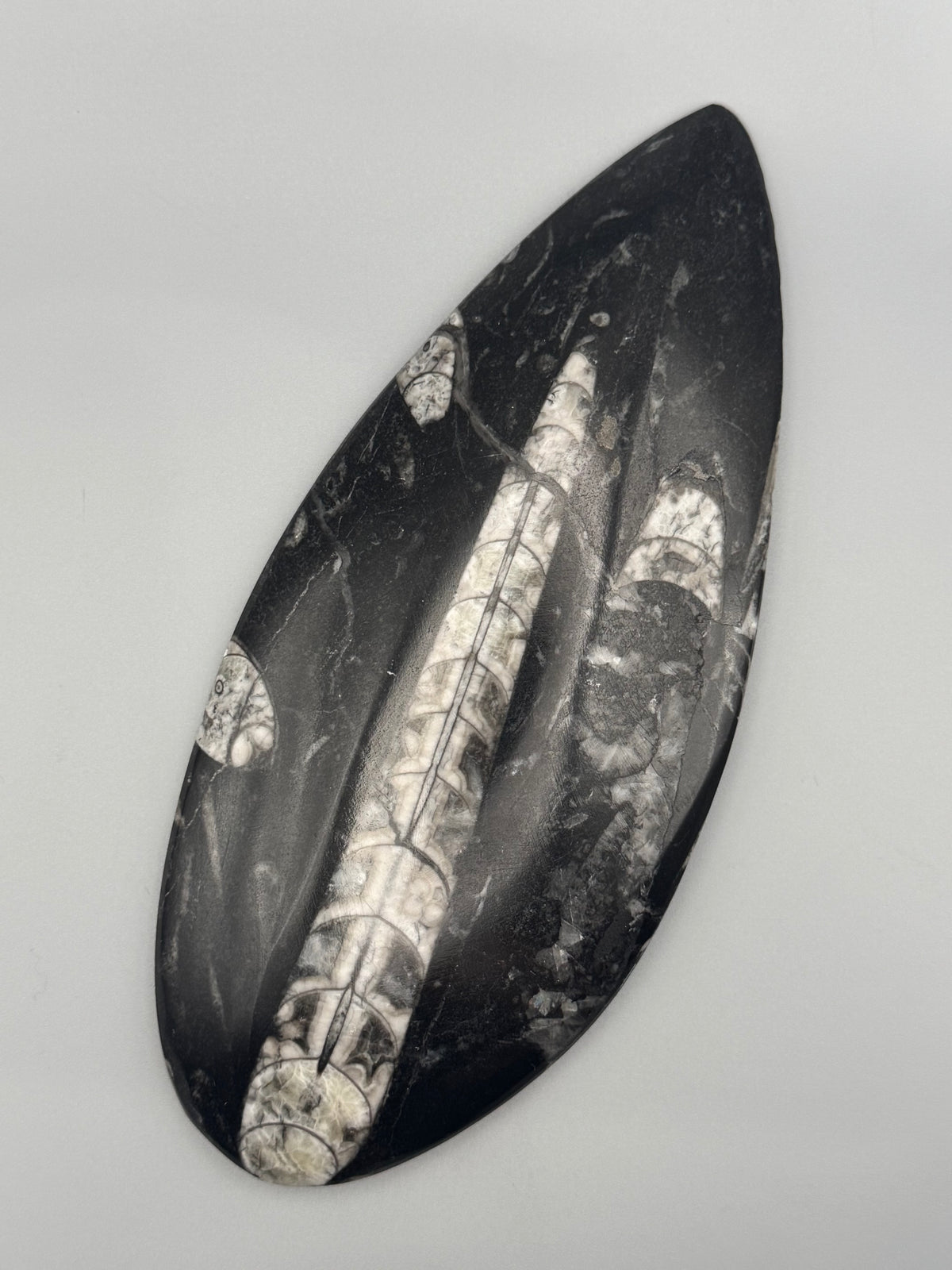 •ORTHOCERAS• fossilized stone slab