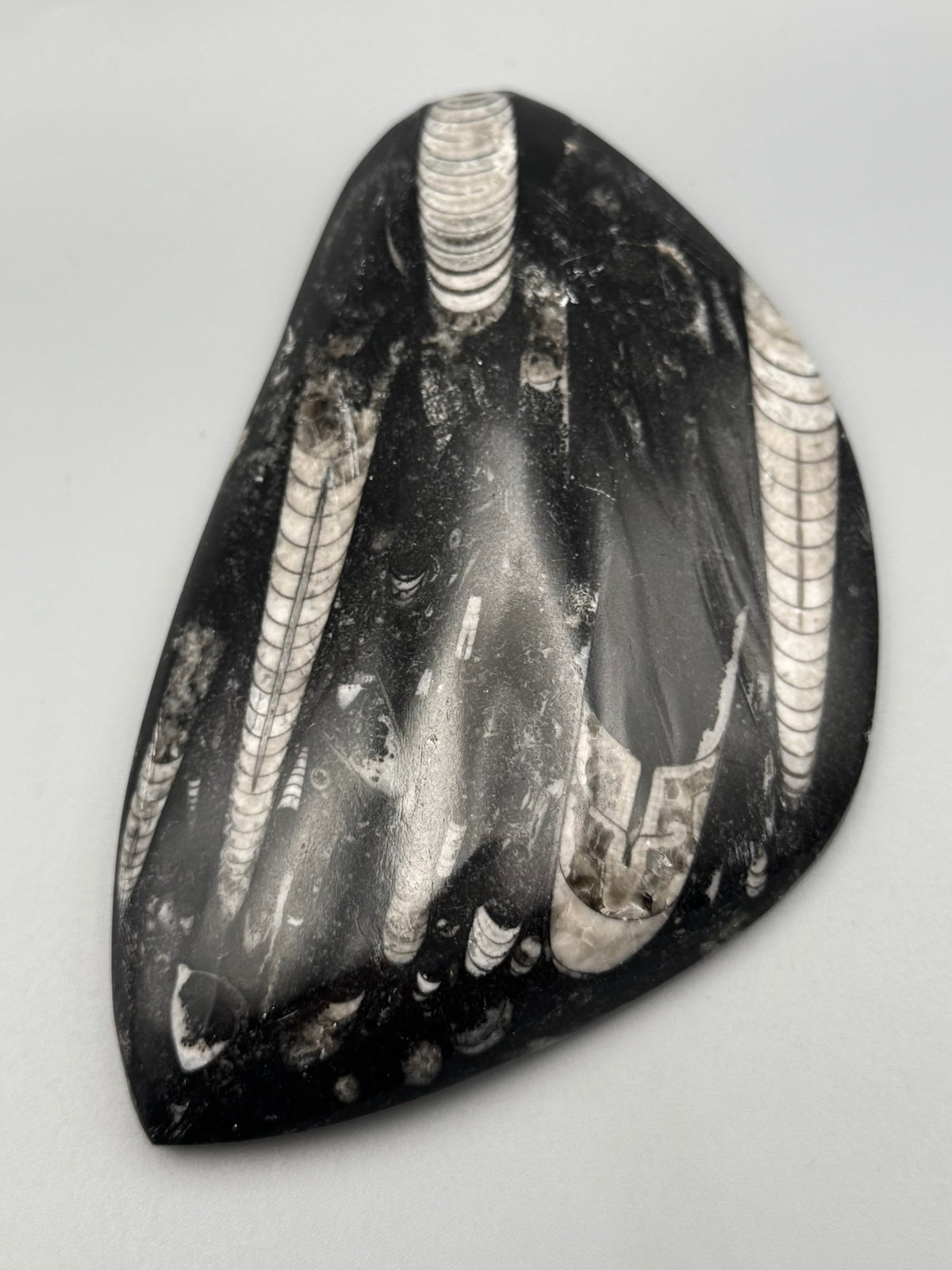 •ORTHOCERAS• fossilized stone slab