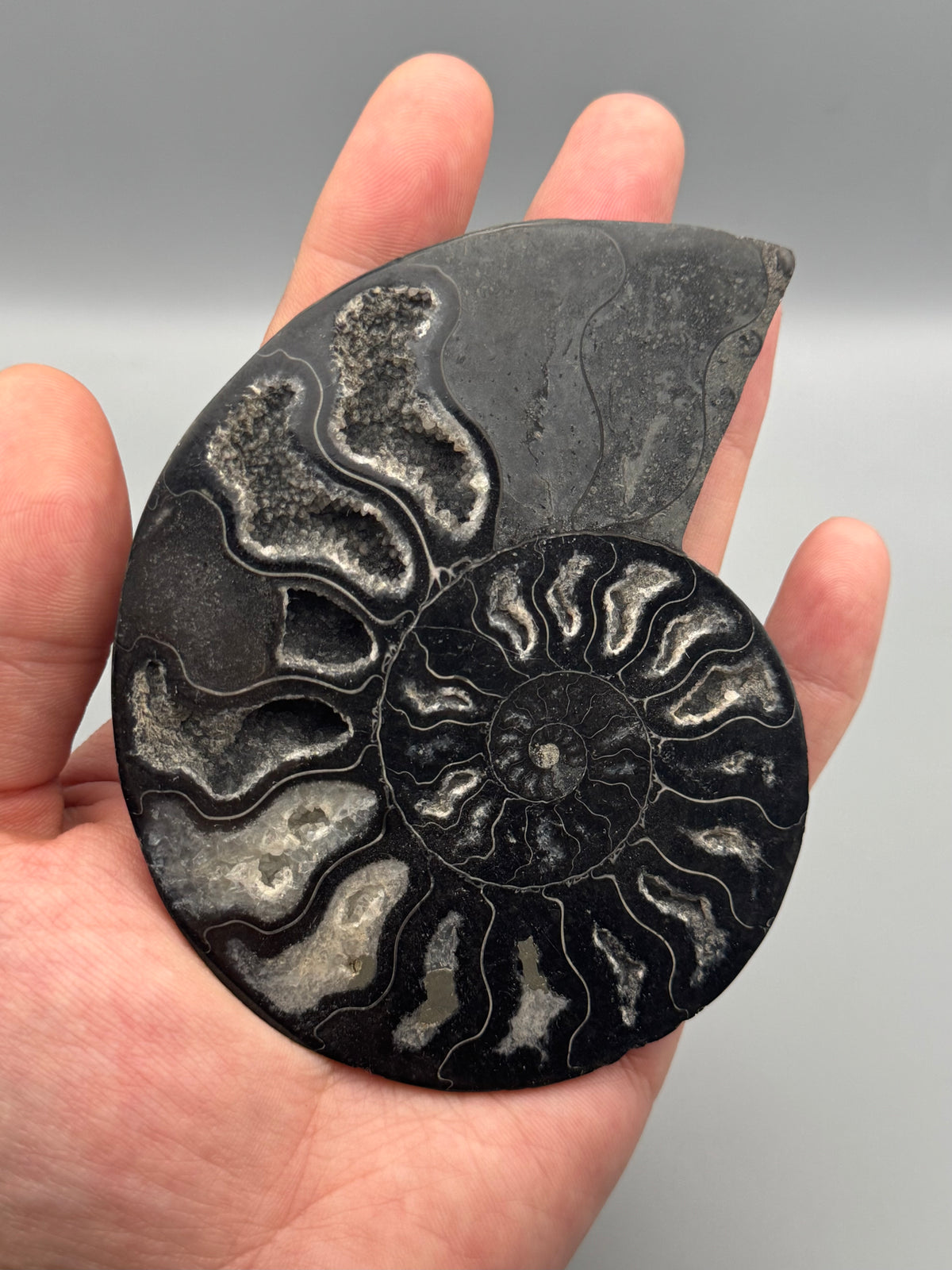 •BLACK AMMONITE• small pyritized fossil pair (sold individually)