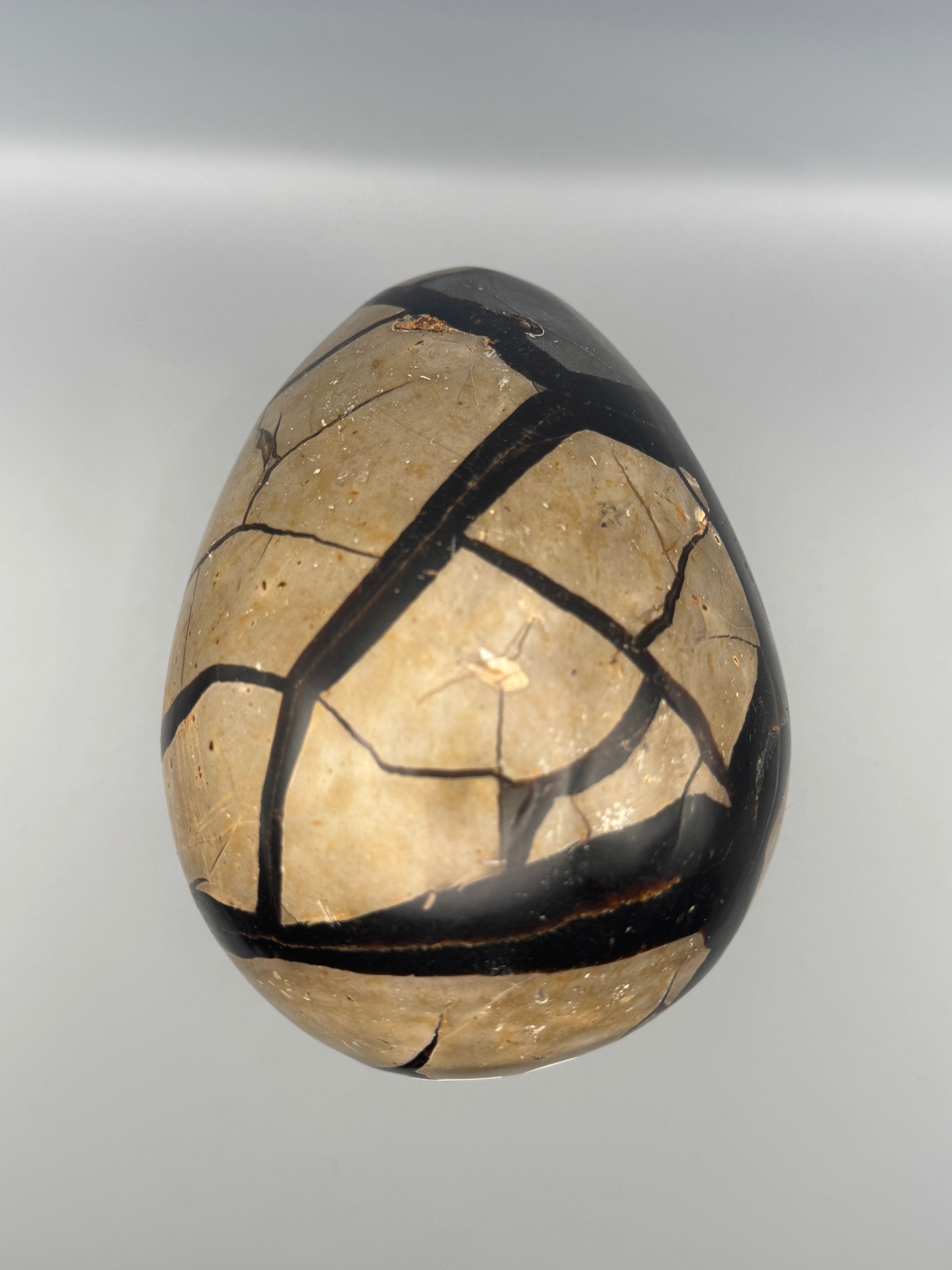 •SEPTARIAN NODULE• dragon egg