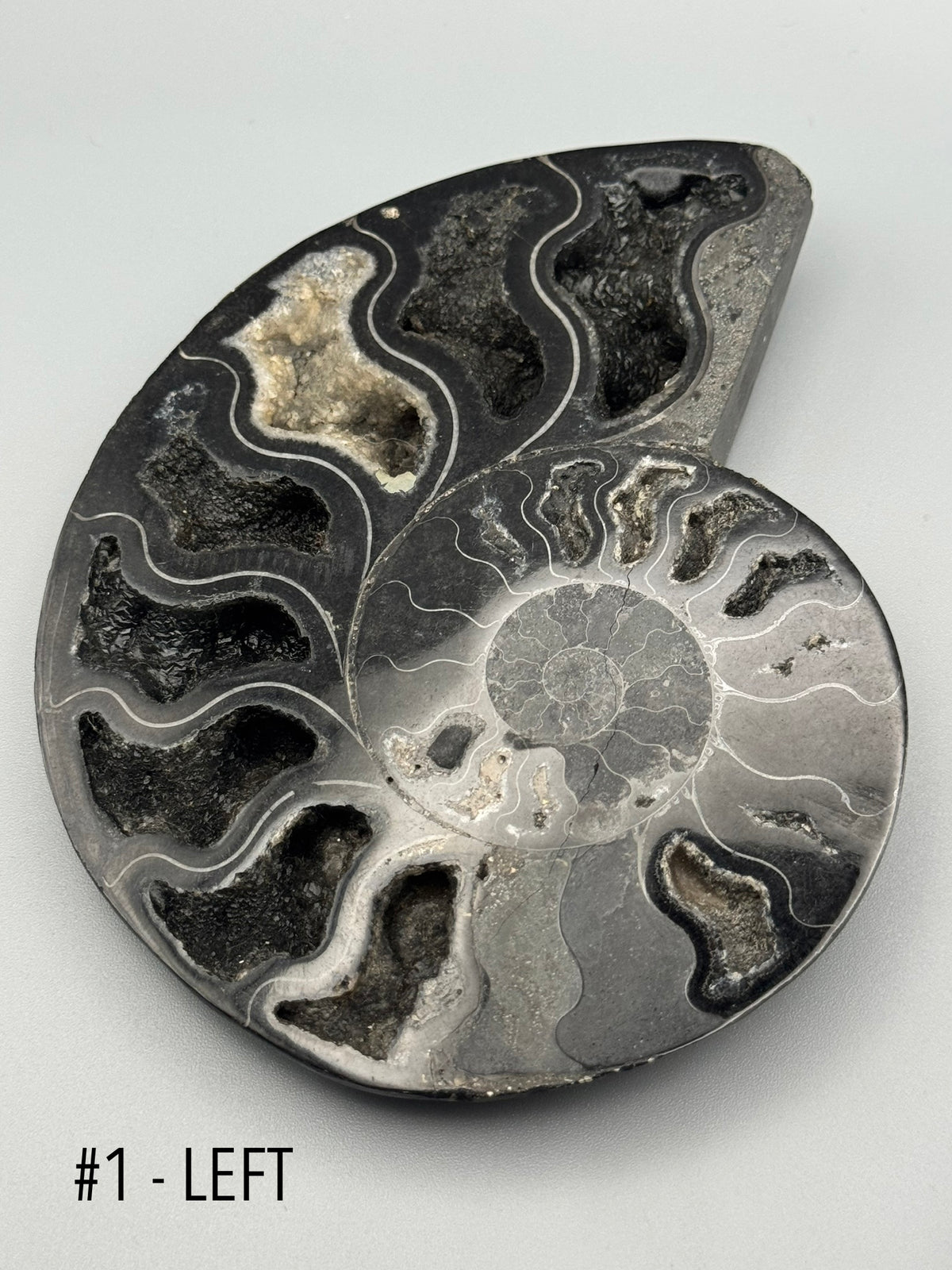 •BLACK AMMONITE• medium pyritized fossil pair (sold individually)