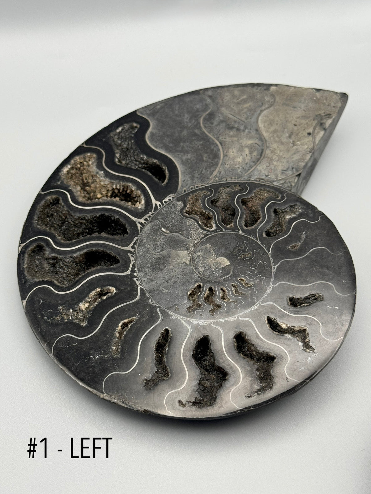 •BLACK AMMONITE• large pyritized fossil pair (sold individually)