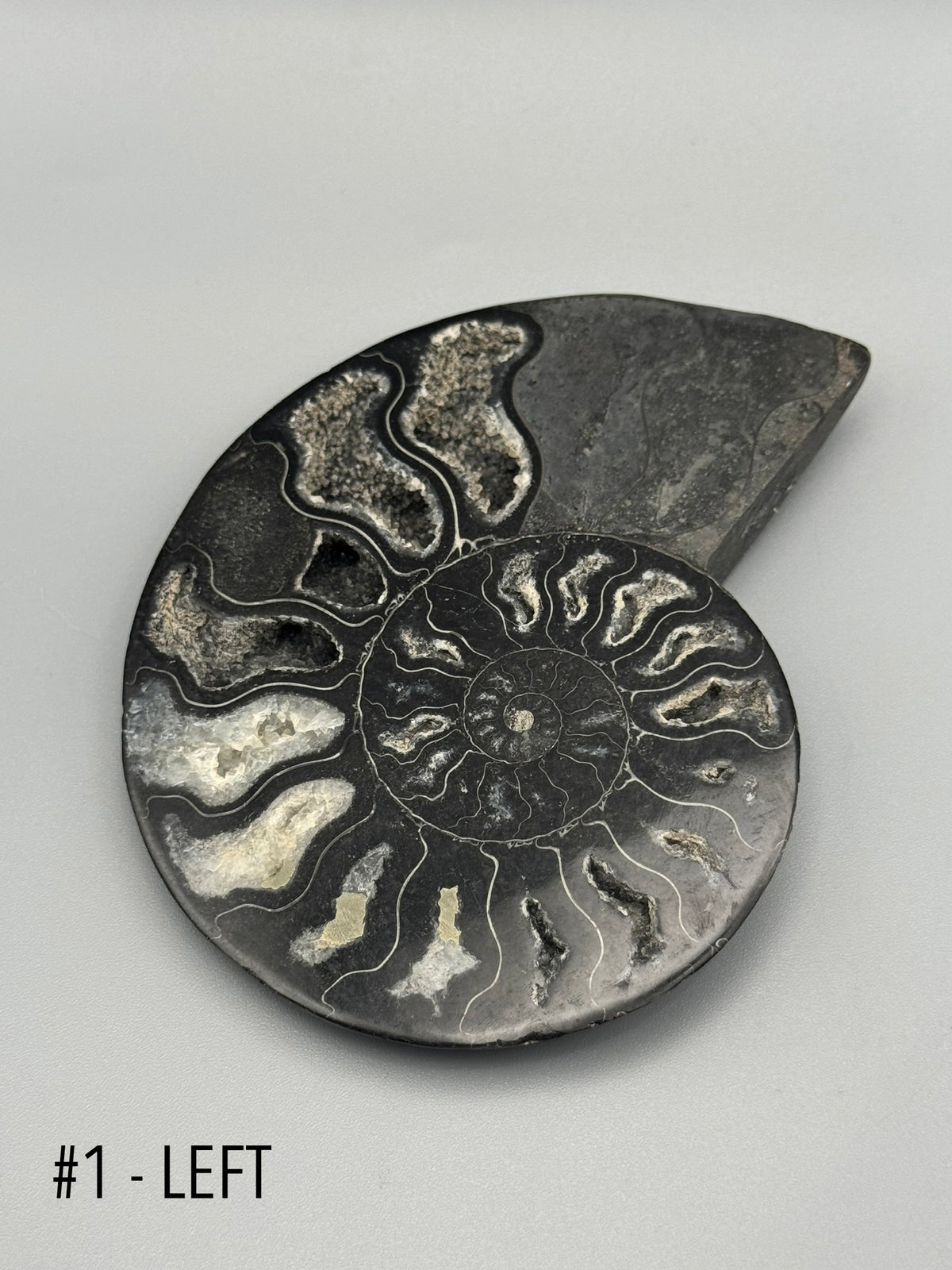 •BLACK AMMONITE• small pyritized fossil pair (sold individually)