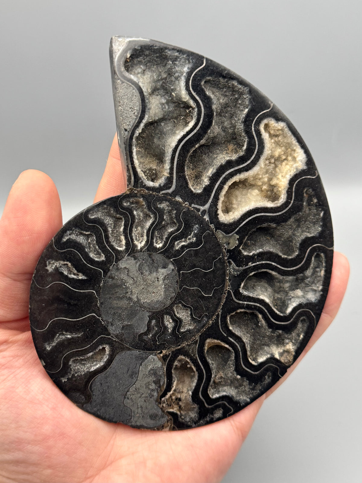 •BLACK AMMONITE• medium pyritized fossil pair (sold individually)