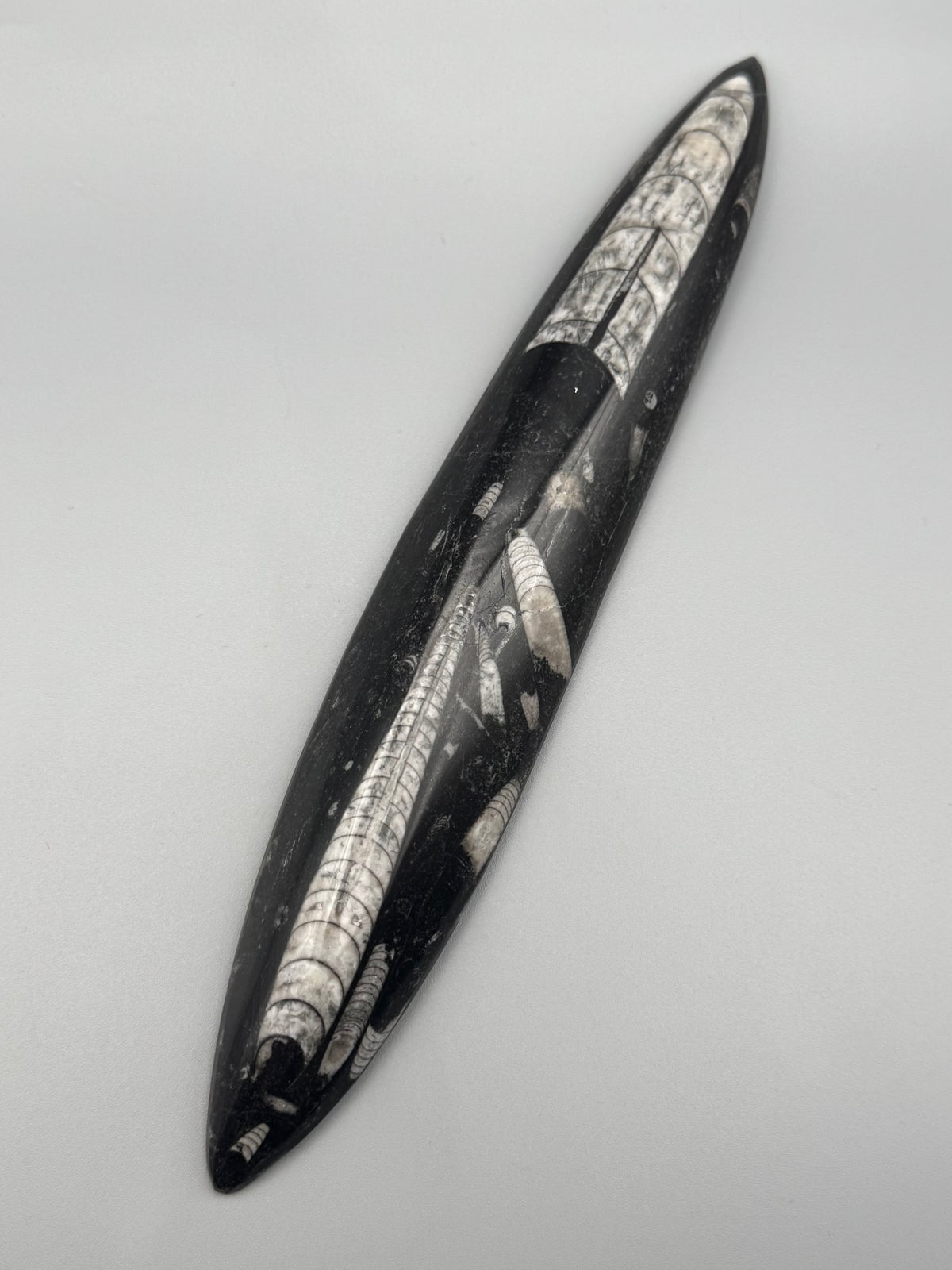 •ORTHOCERAS• fossilized stone slab