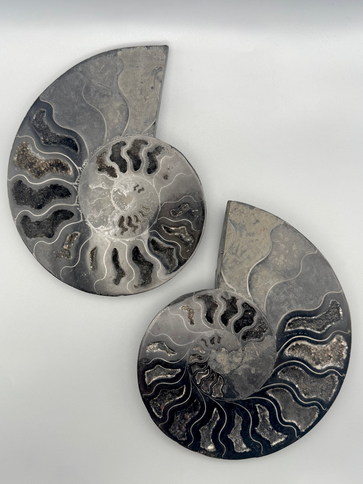 •BLACK AMMONITE• large pyritized fossil pair (sold individually)