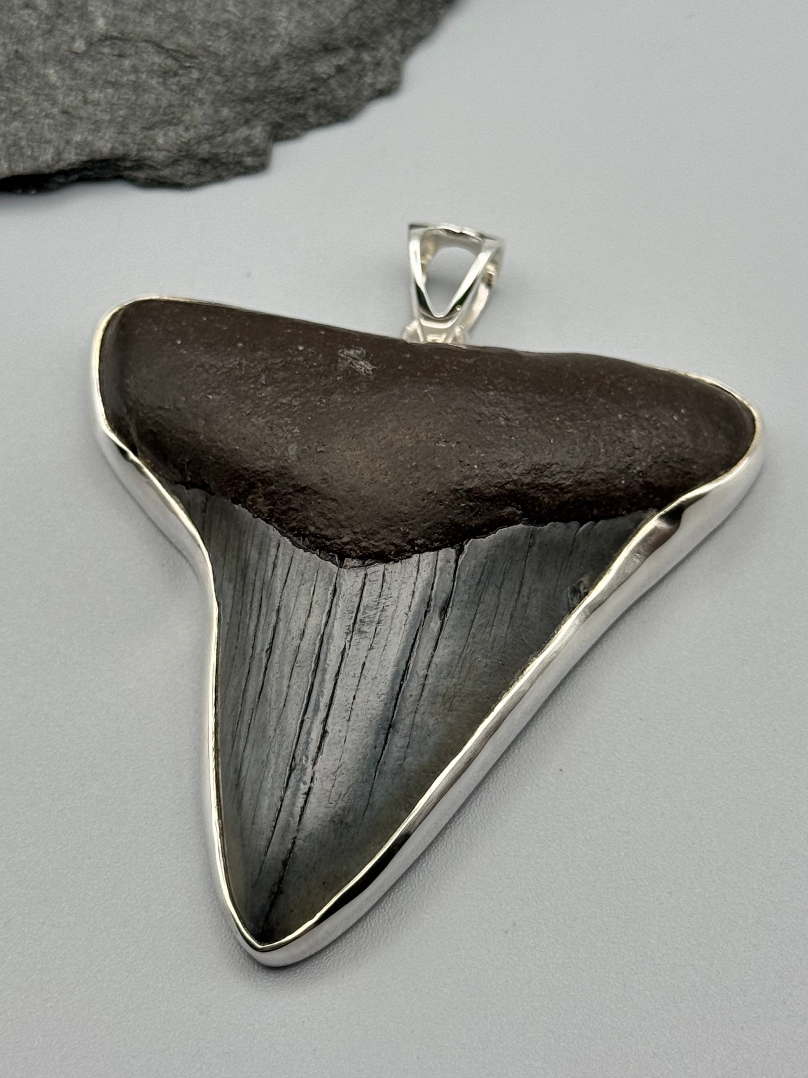 •FOSSILIZED SHARK TOOTH XXL• sterling silver pendant