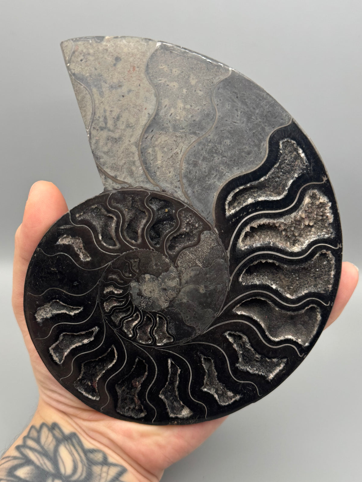 •BLACK AMMONITE• large pyritized fossil pair (sold individually)