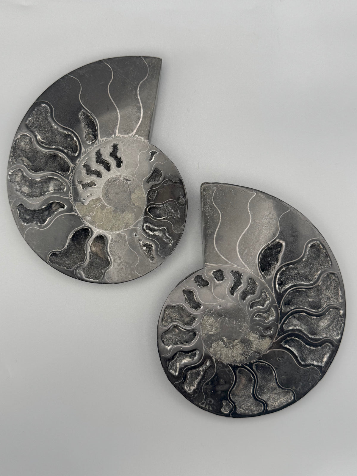 •BLACK AMMONITE• medium pyritized fossil pair (sold individually)