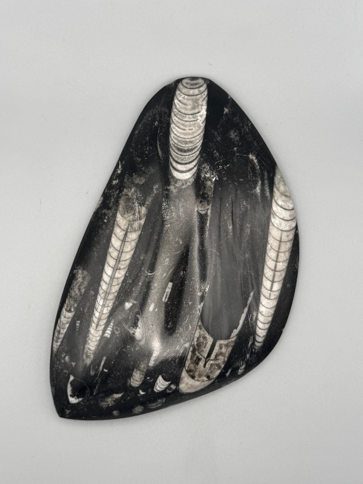 •ORTHOCERAS• fossilized stone slab