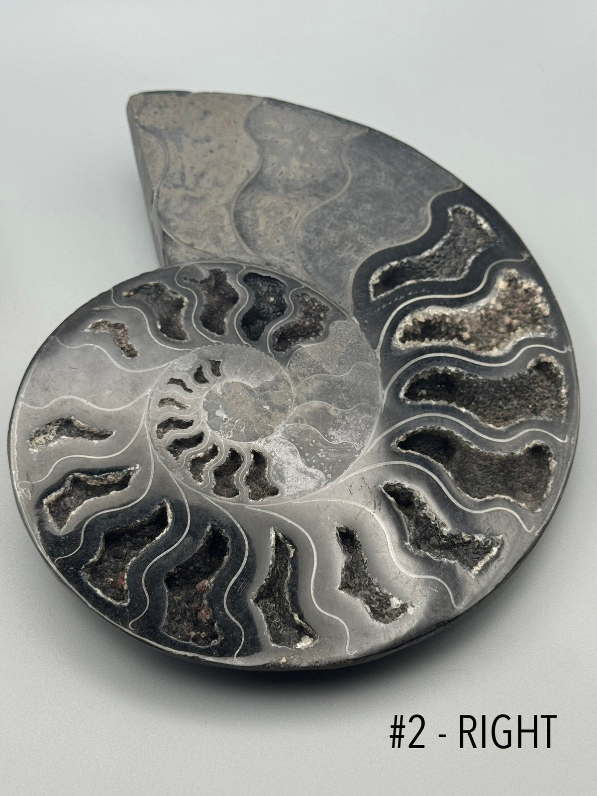 •BLACK AMMONITE• large pyritized fossil pair (sold individually)