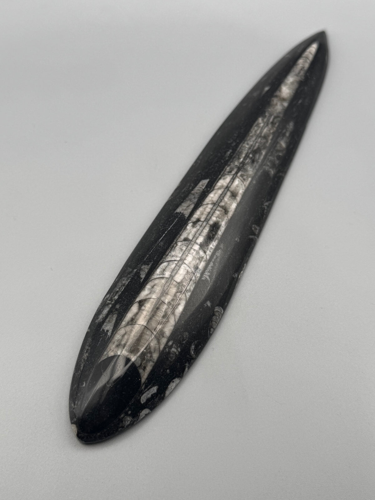 •ORTHOCERAS• fossilized stone slab