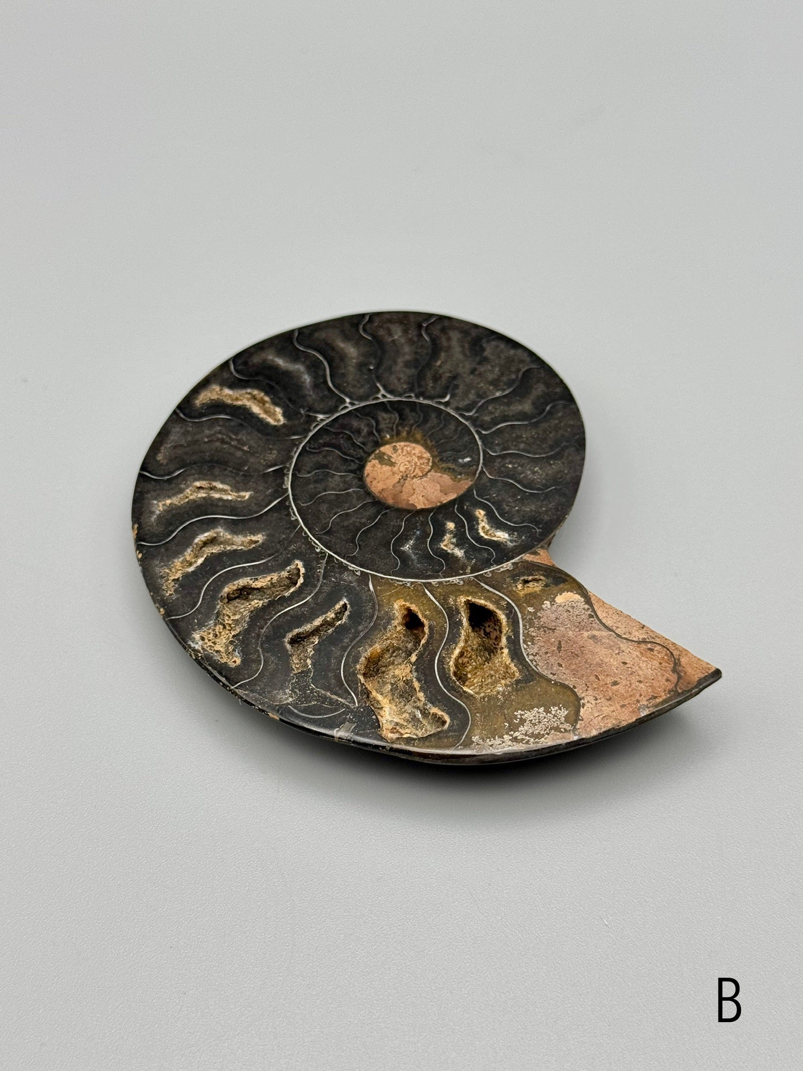 •BLACK AMMONITE• sliced fossil