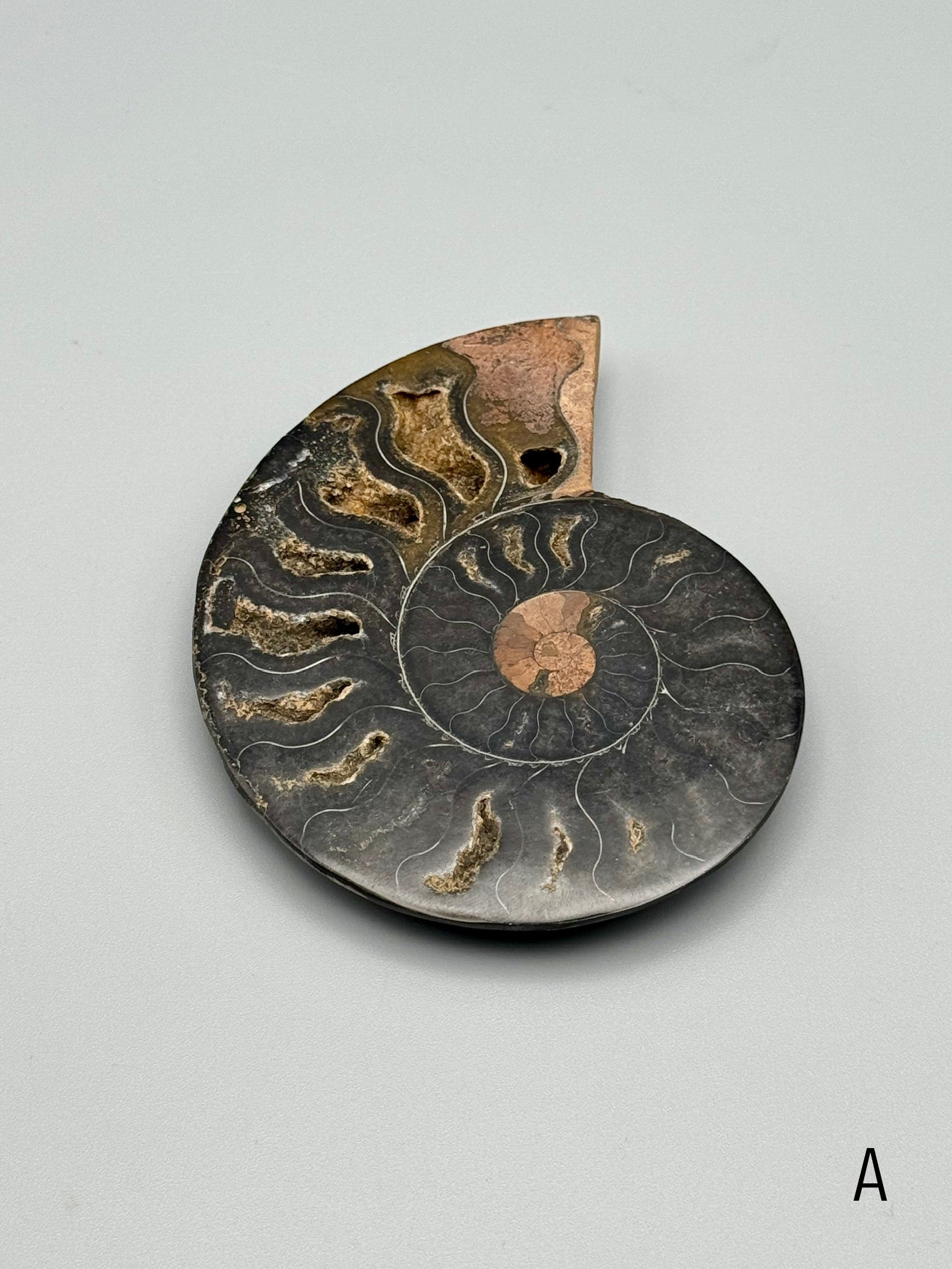 •BLACK AMMONITE• sliced fossil