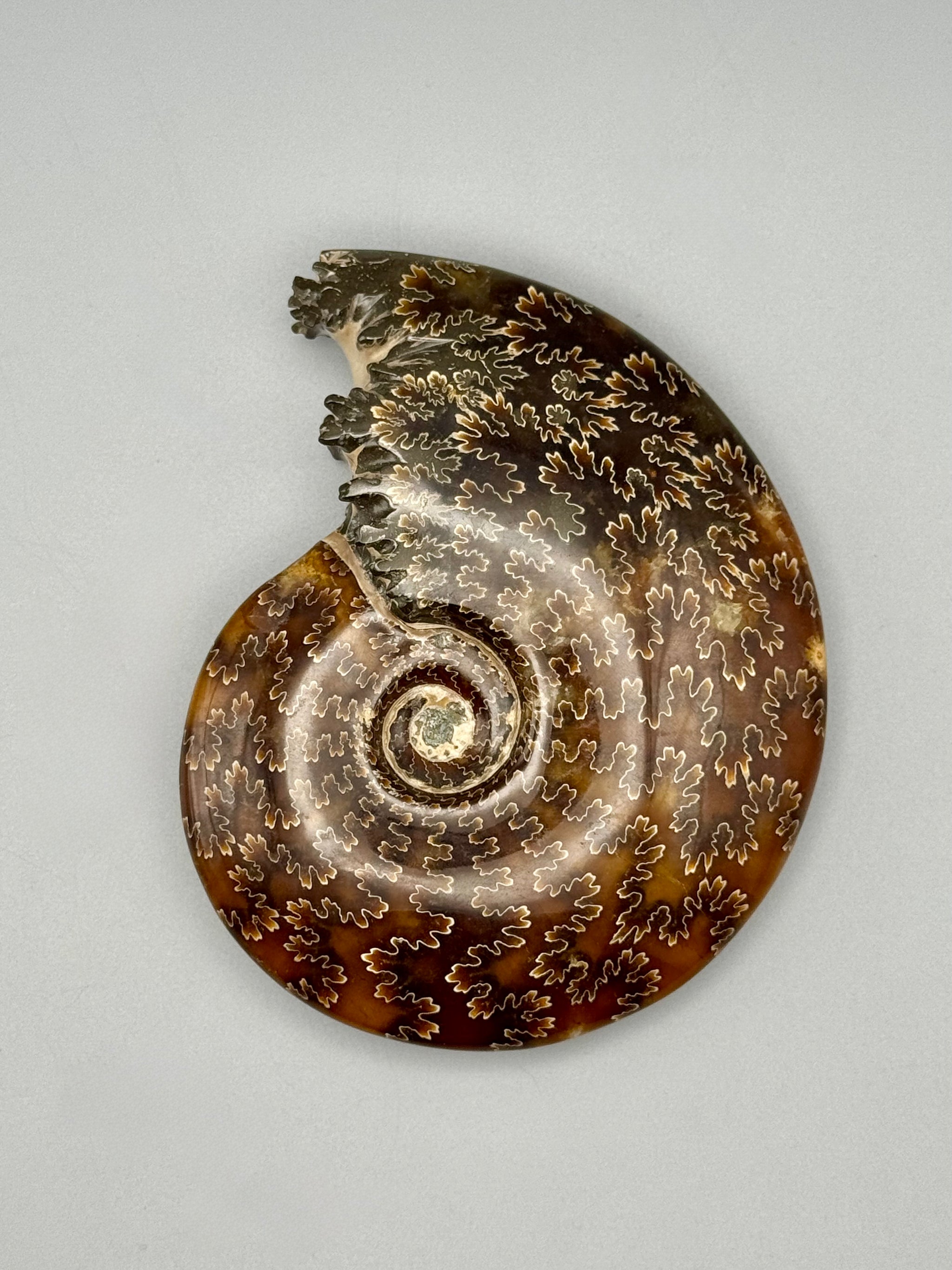 •END CHAMBERED AMMONITE• large fossil