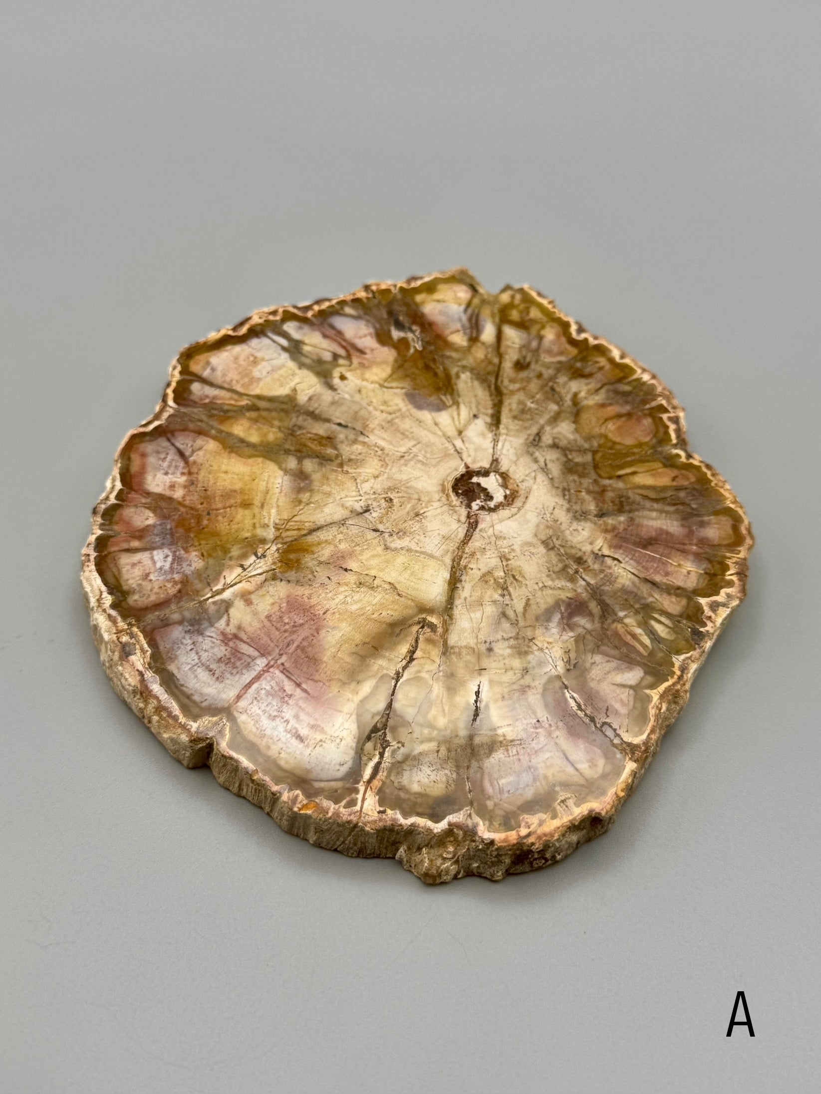 •PETRIFIED WOOD• fossil slab