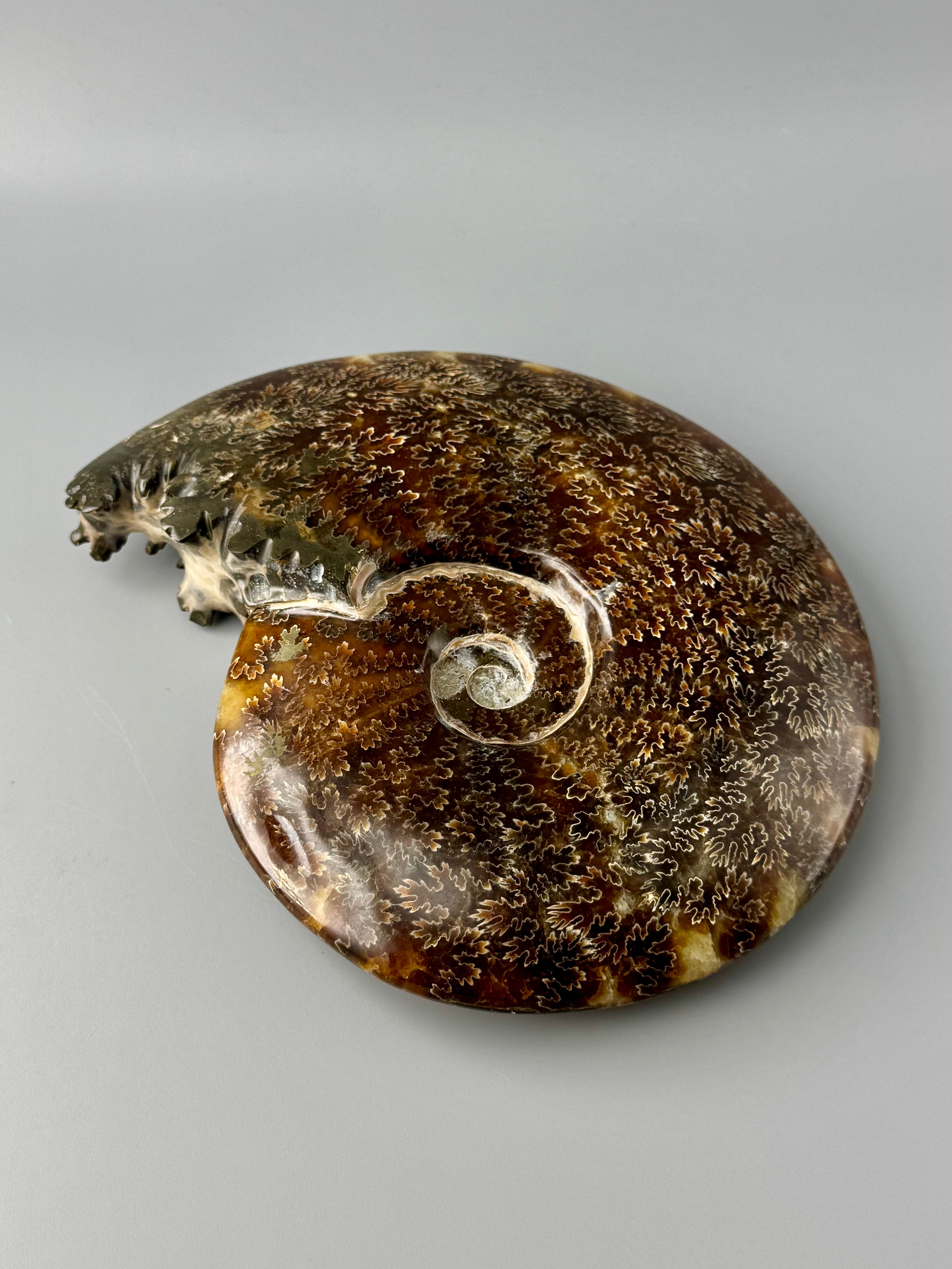 •END CHAMBERED AMMONITE• large fossil