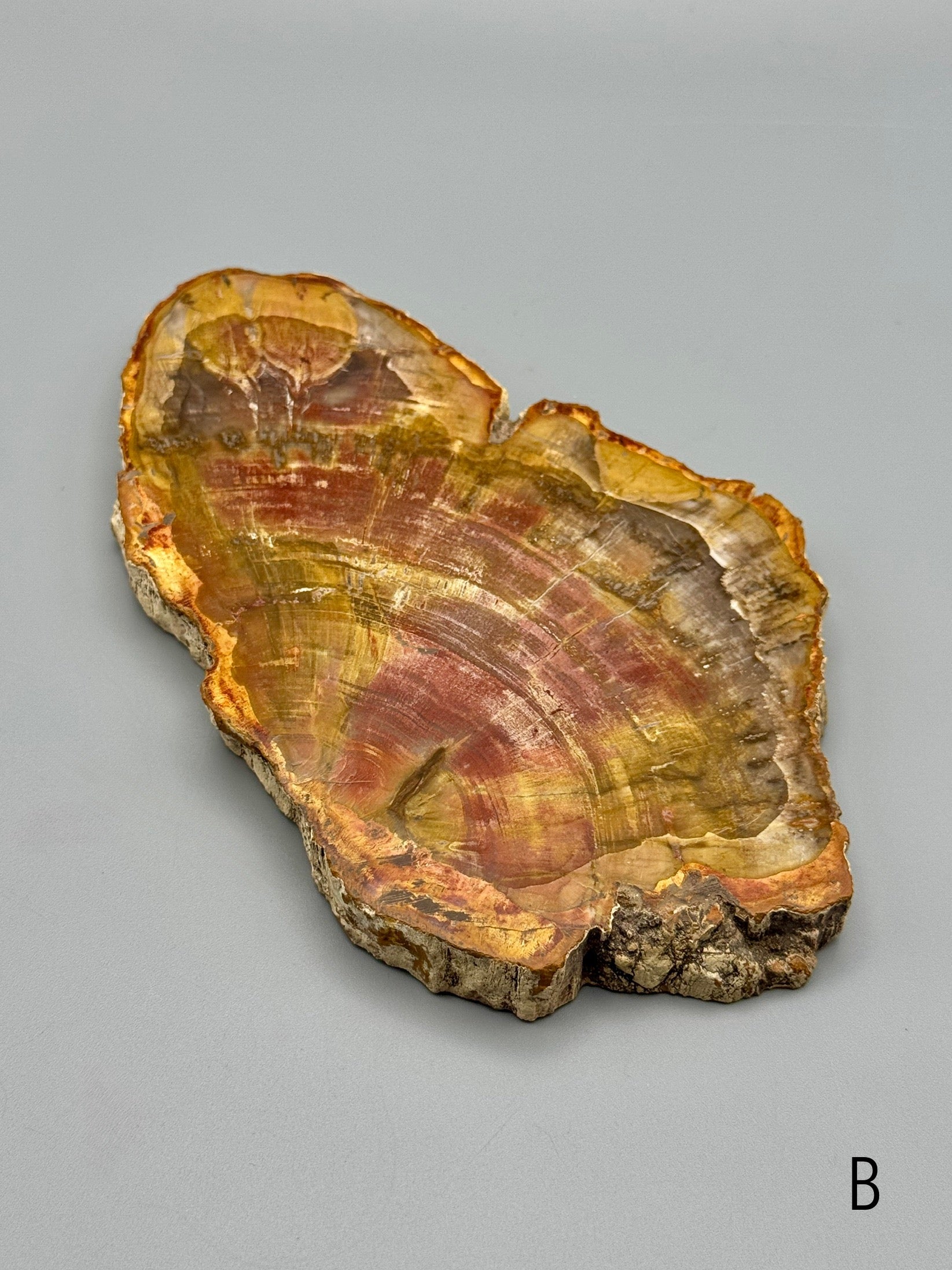 •PETRIFIED WOOD• fossil slab
