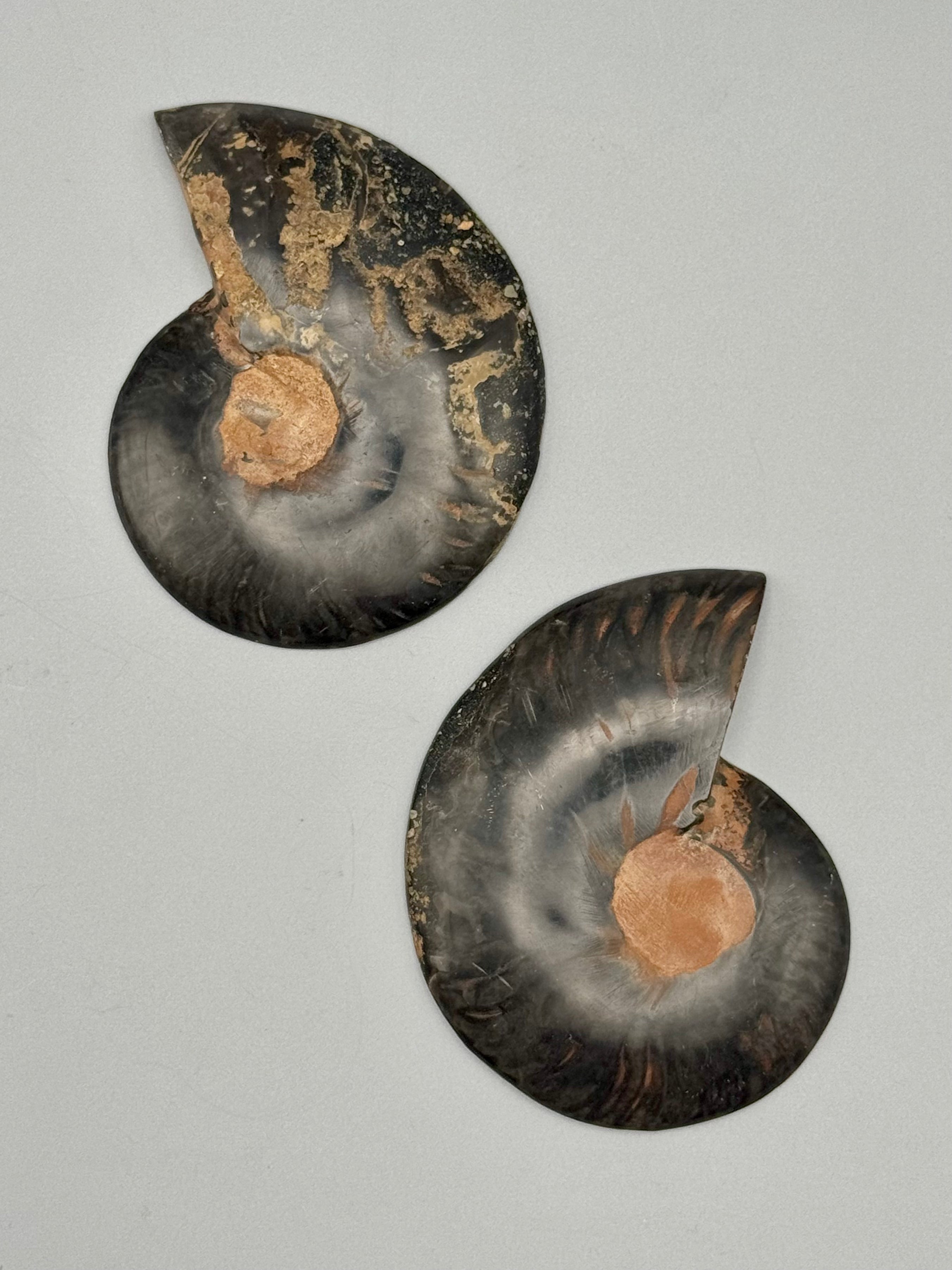 •BLACK AMMONITE• sliced fossil