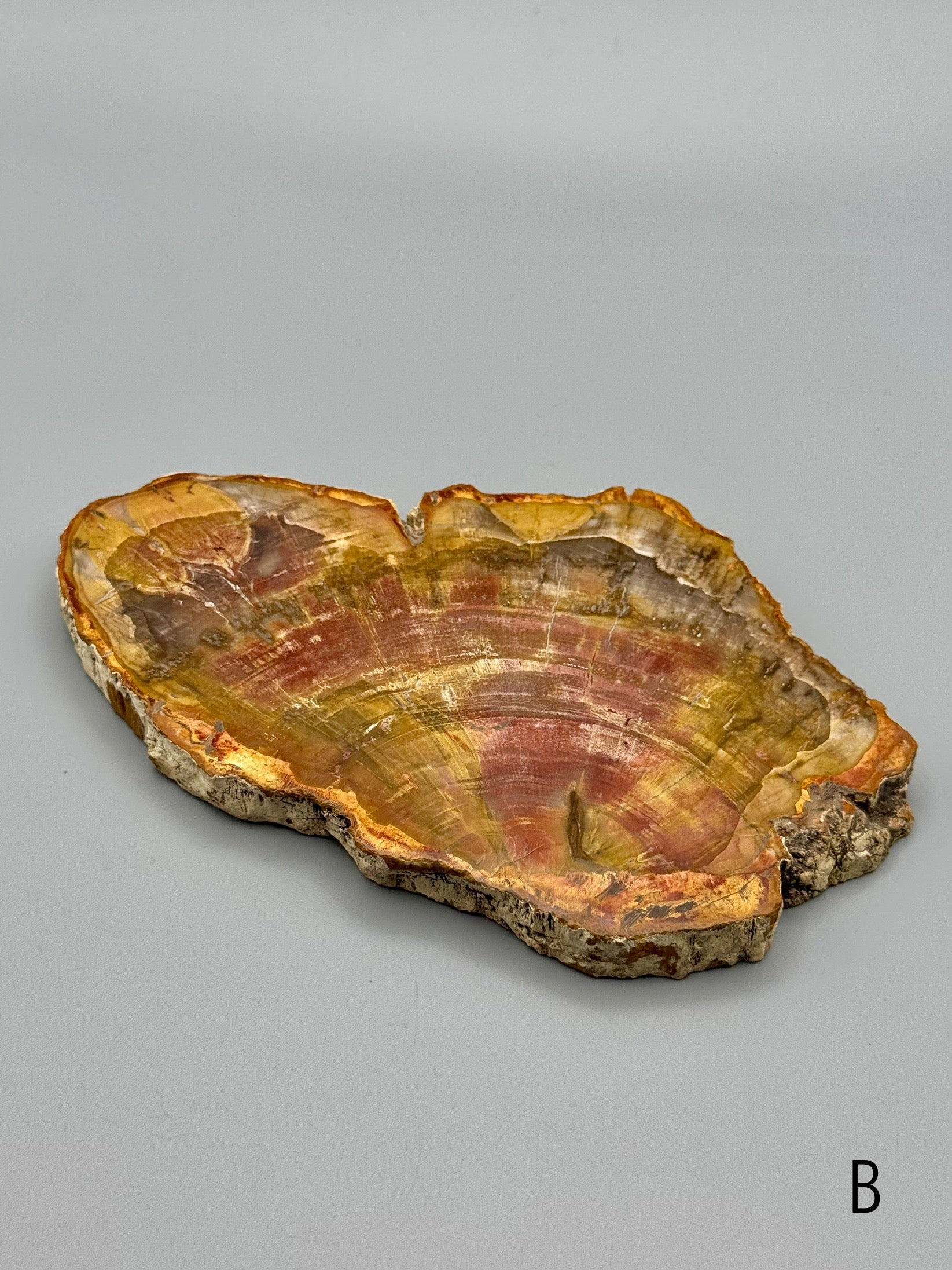 •PETRIFIED WOOD• fossil slab