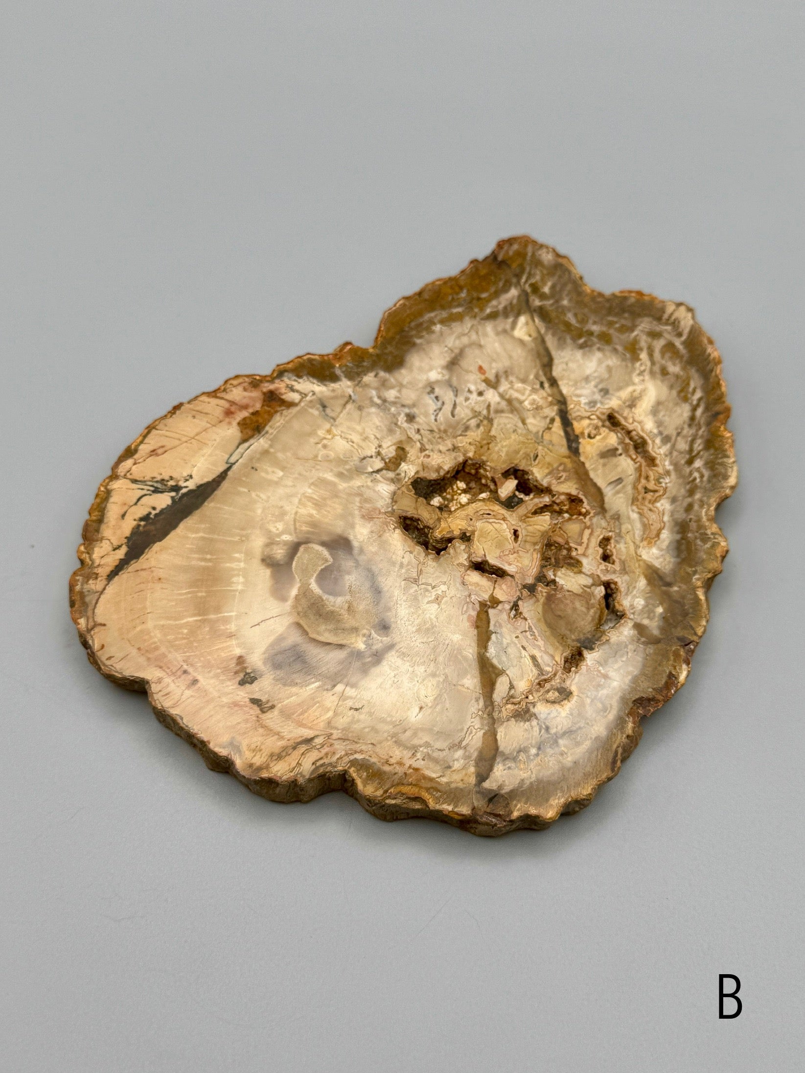 •PETRIFIED WOOD• fossil slab