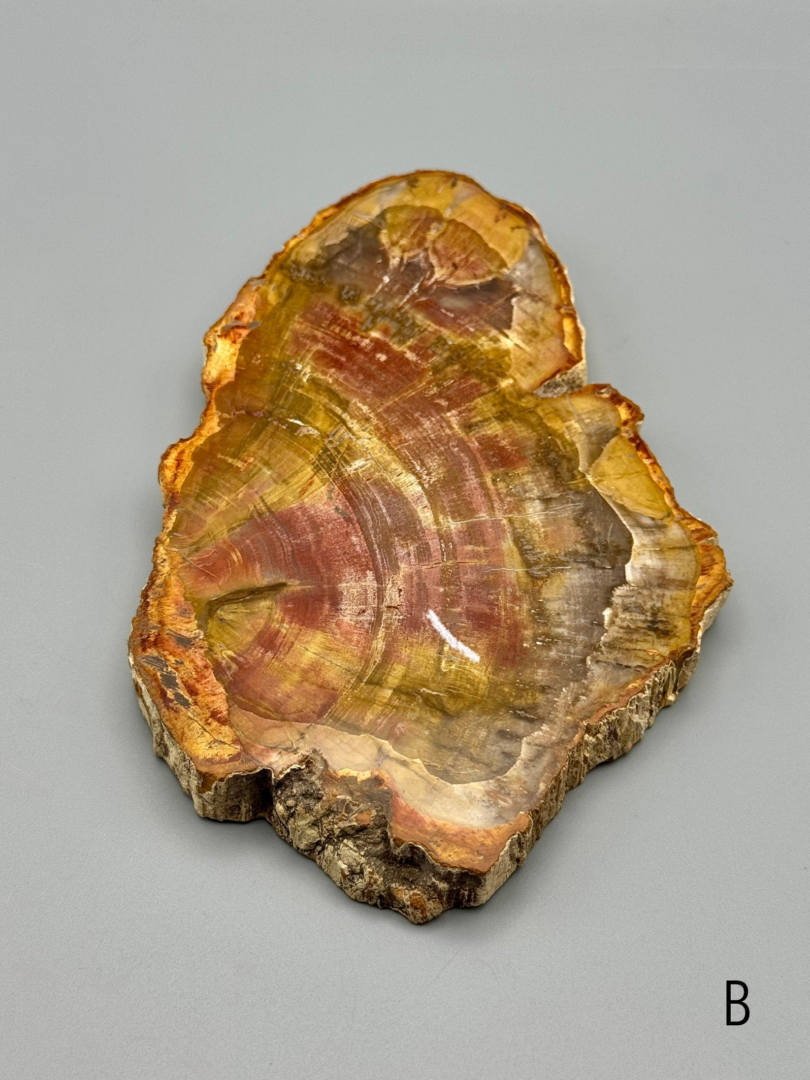 •PETRIFIED WOOD• fossil slab
