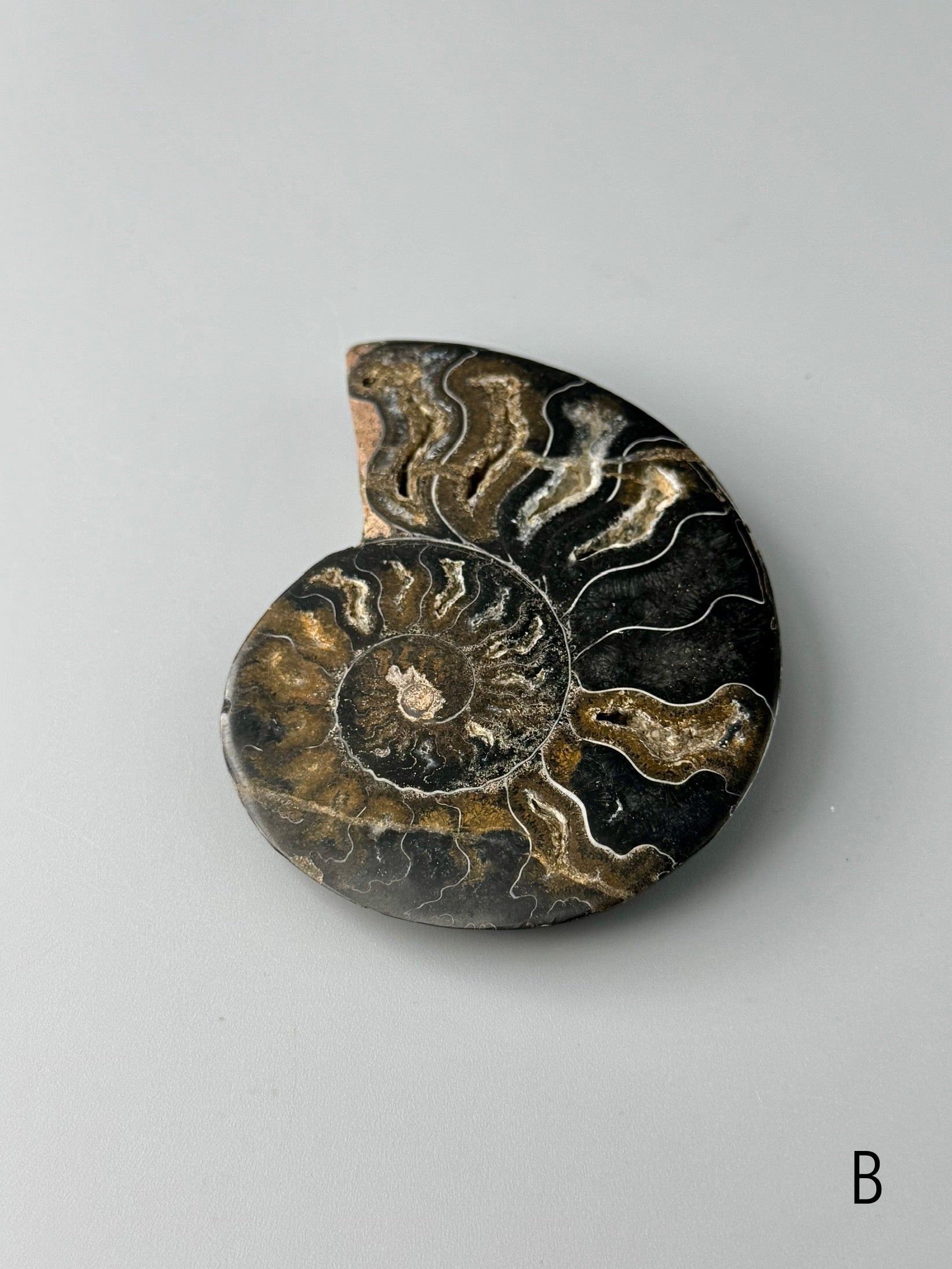 •BLACK AMMONITE• sliced fossil