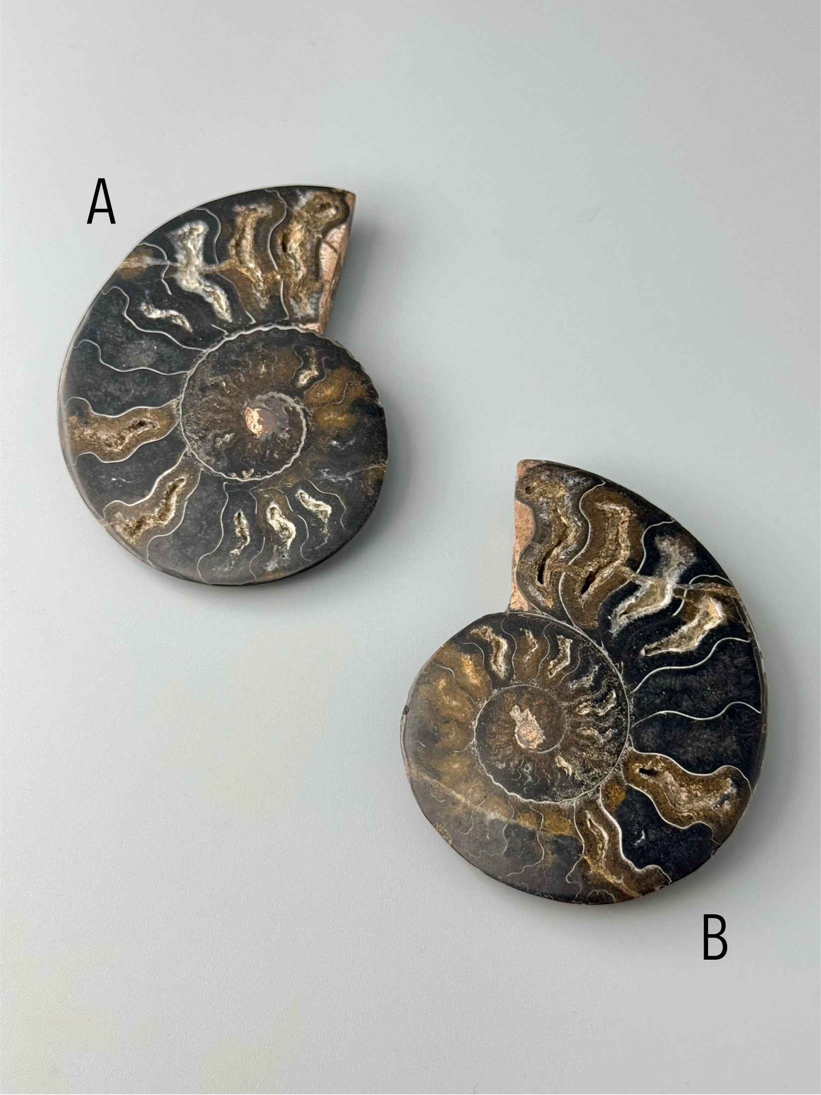 •BLACK AMMONITE• sliced fossil