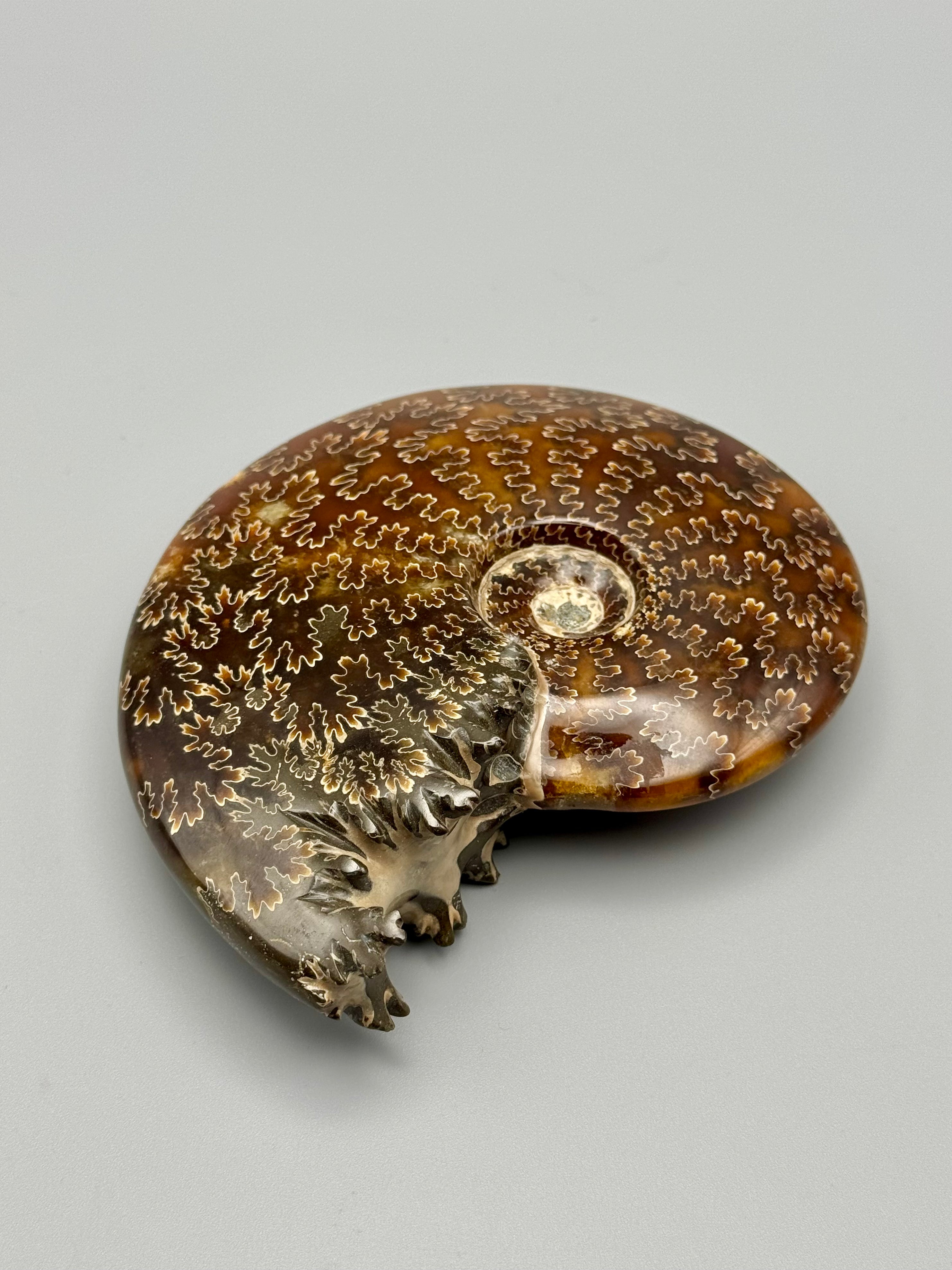 •END CHAMBERED AMMONITE• medium fossil