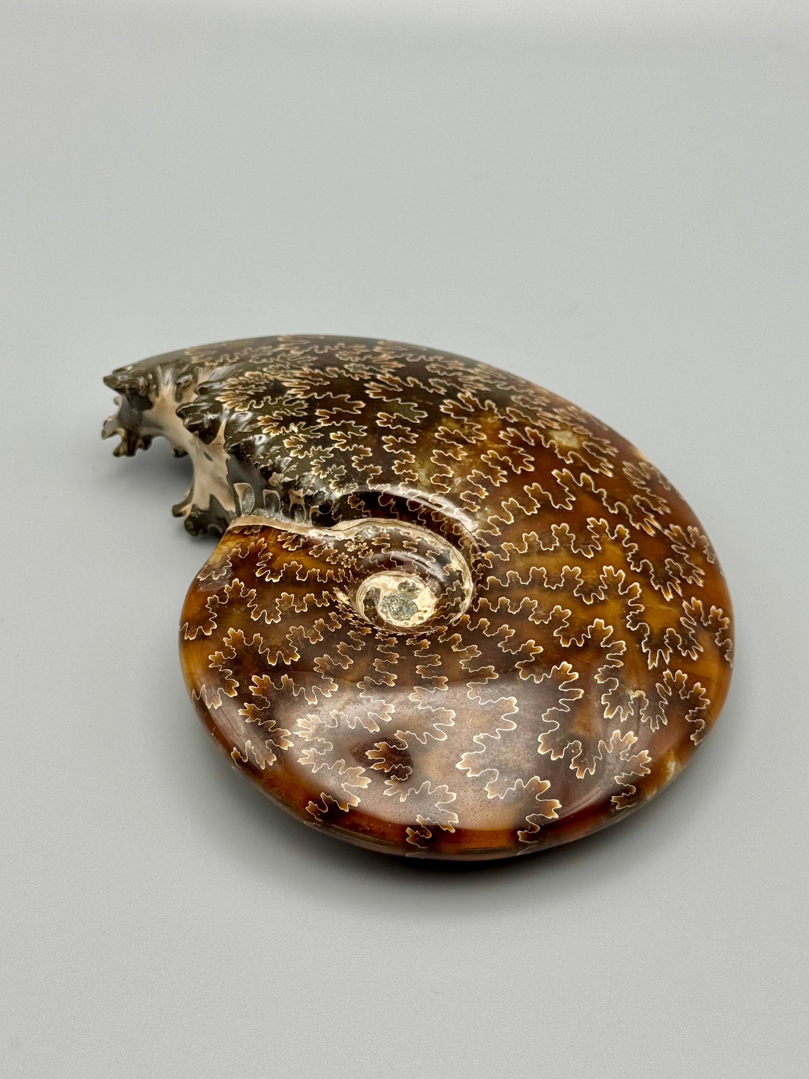 •END CHAMBERED AMMONITE• medium fossil
