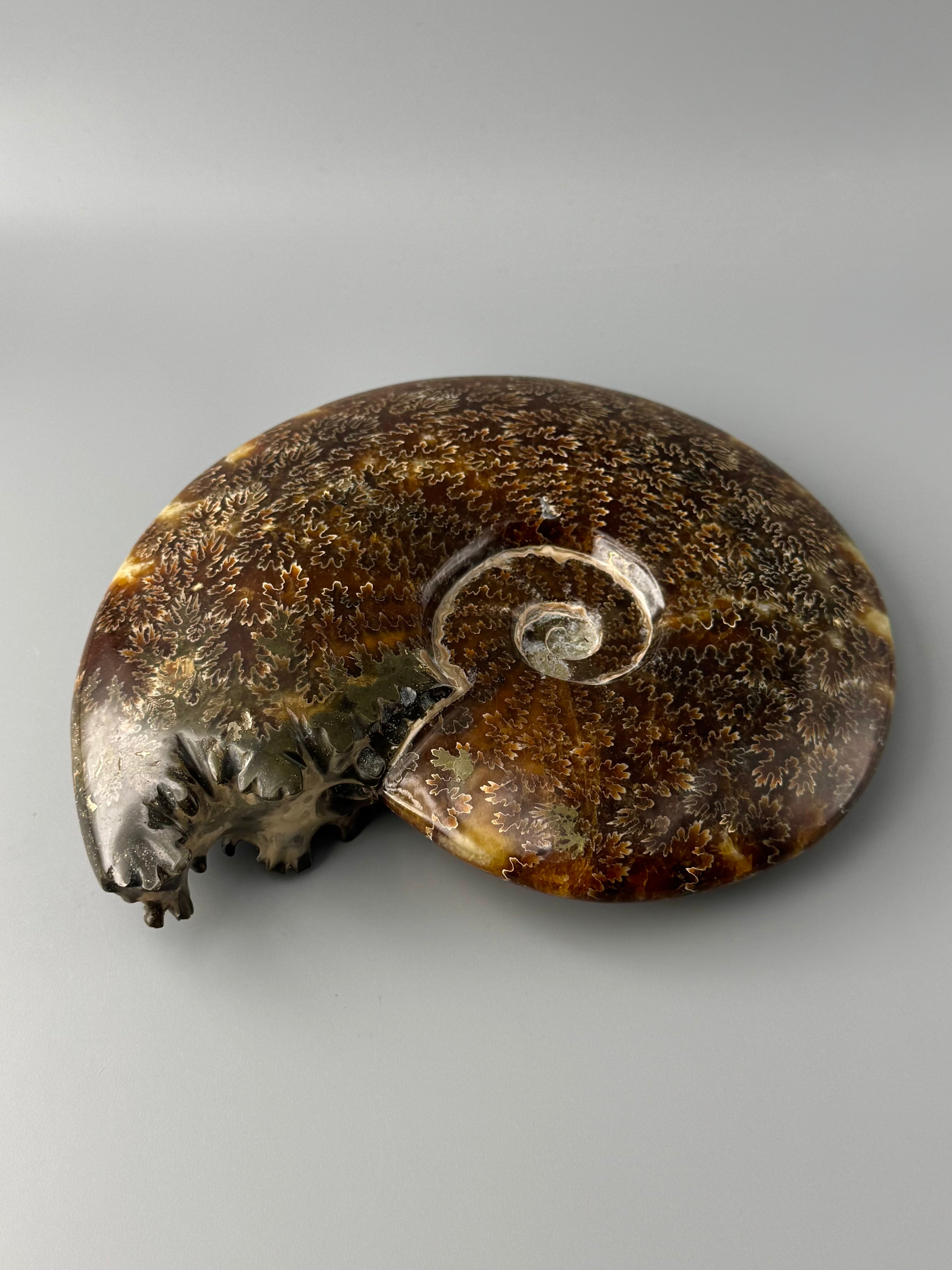 •END CHAMBERED AMMONITE• large fossil