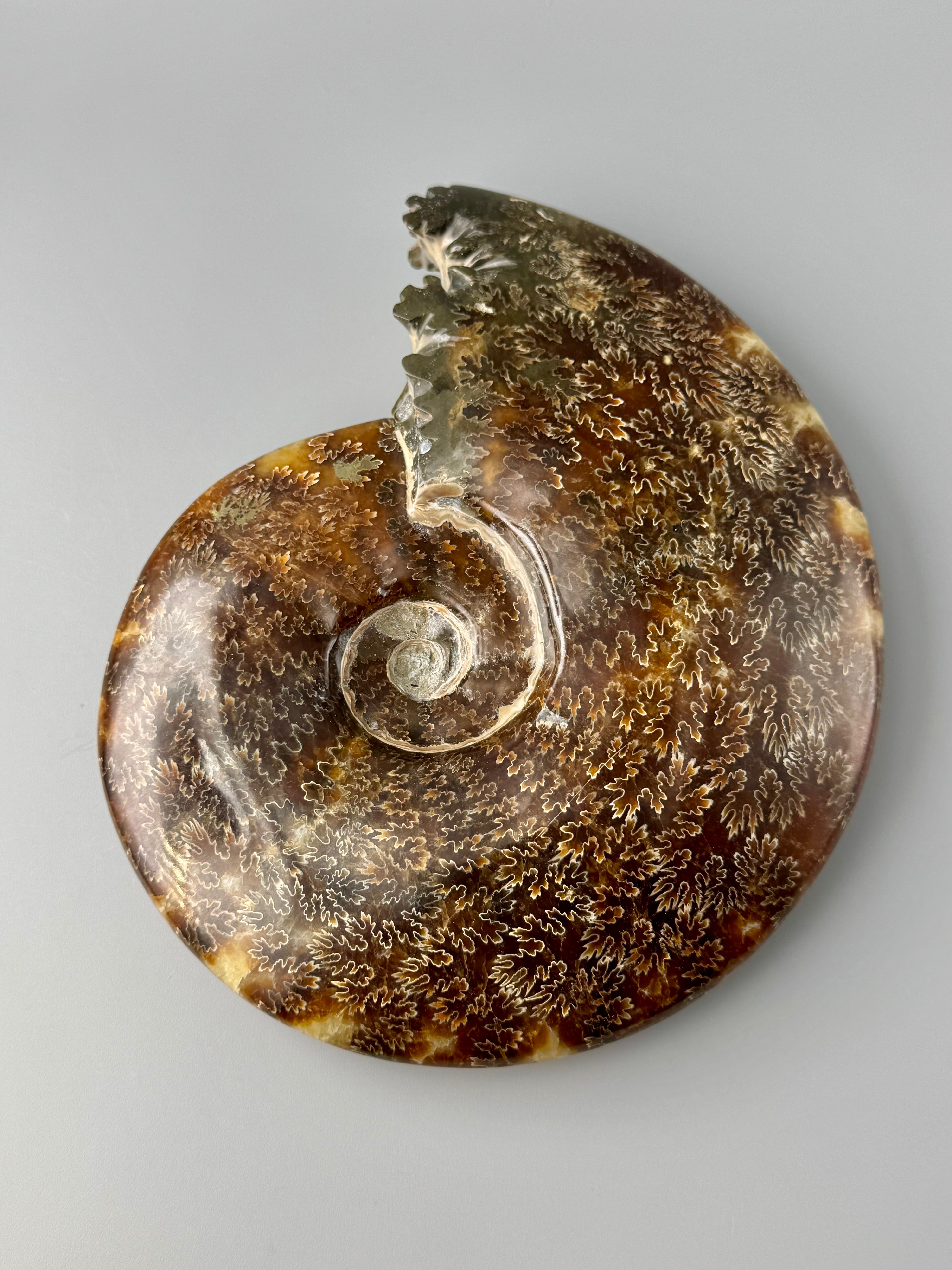 •END CHAMBERED AMMONITE• large fossil