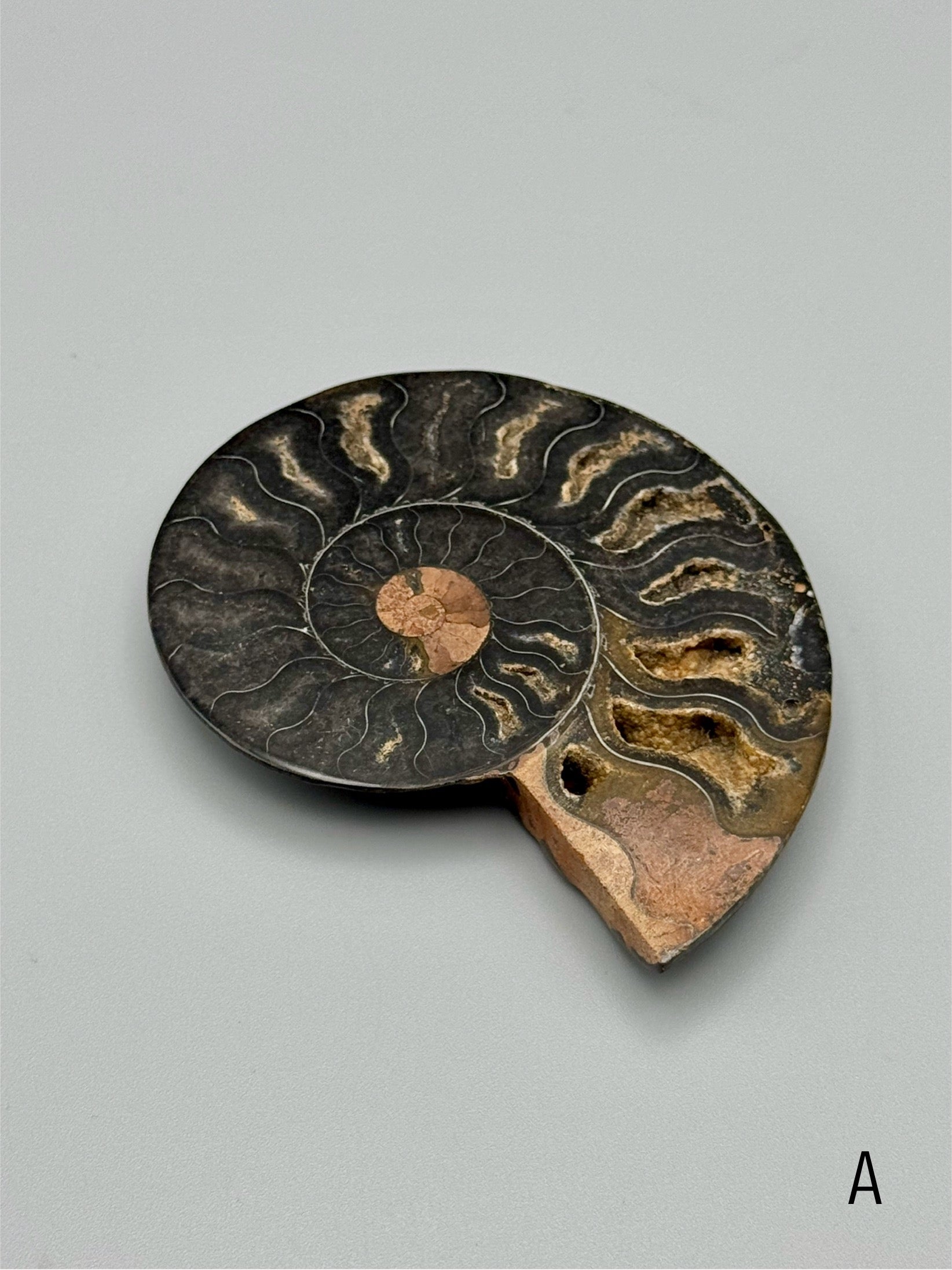•BLACK AMMONITE• sliced fossil