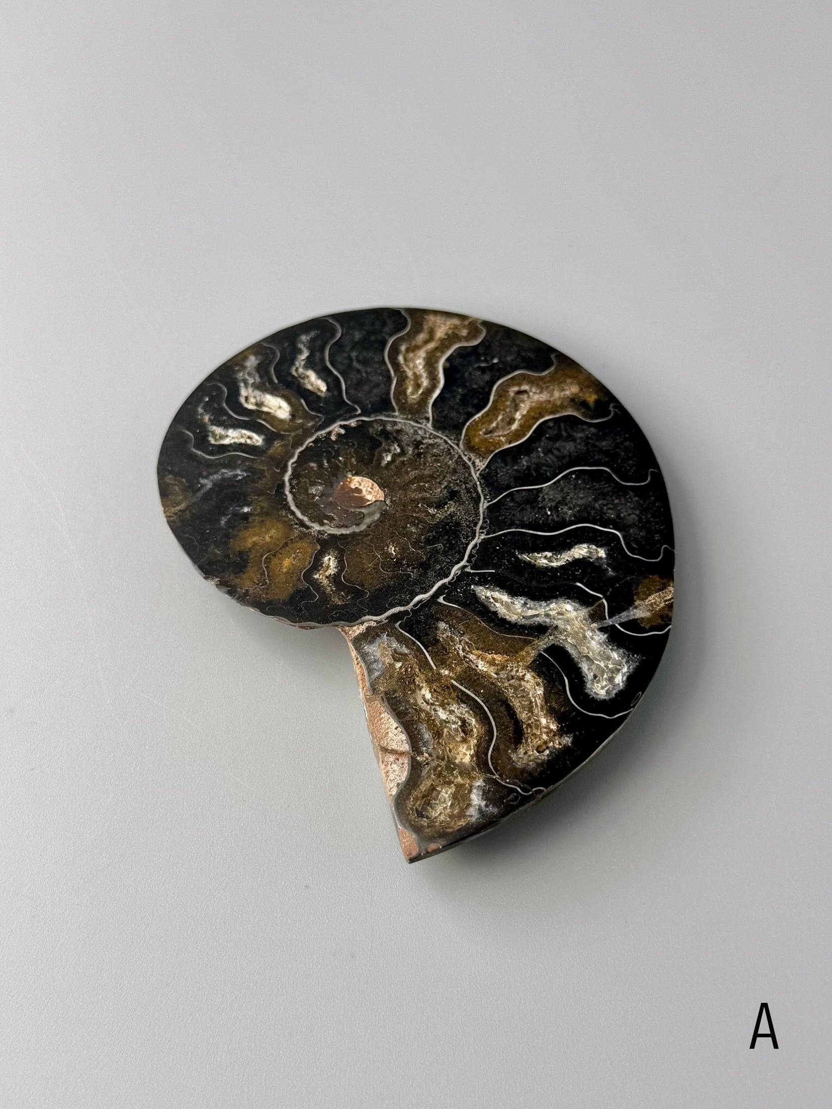 •BLACK AMMONITE• sliced fossil
