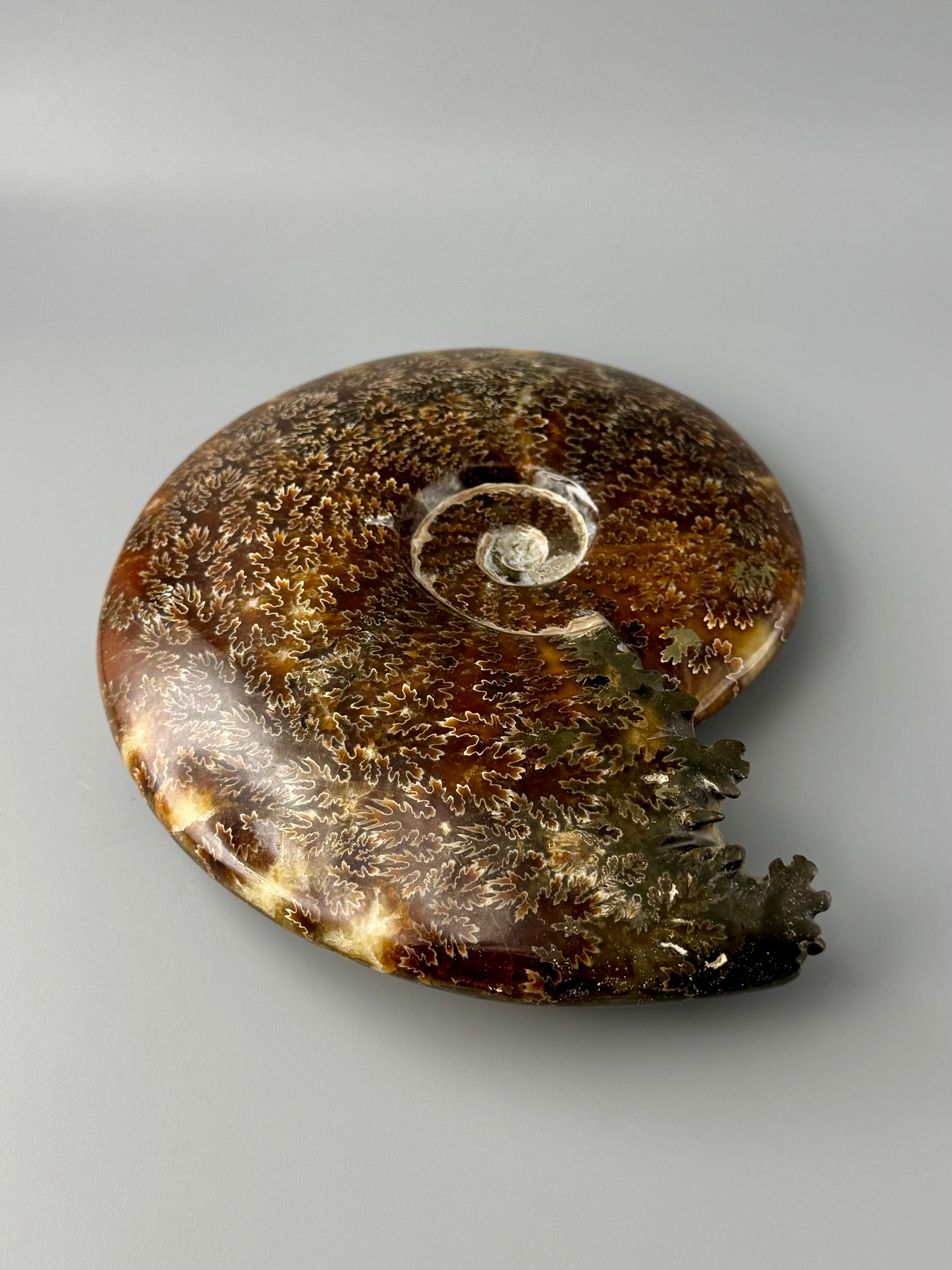 •END CHAMBERED AMMONITE• large fossil