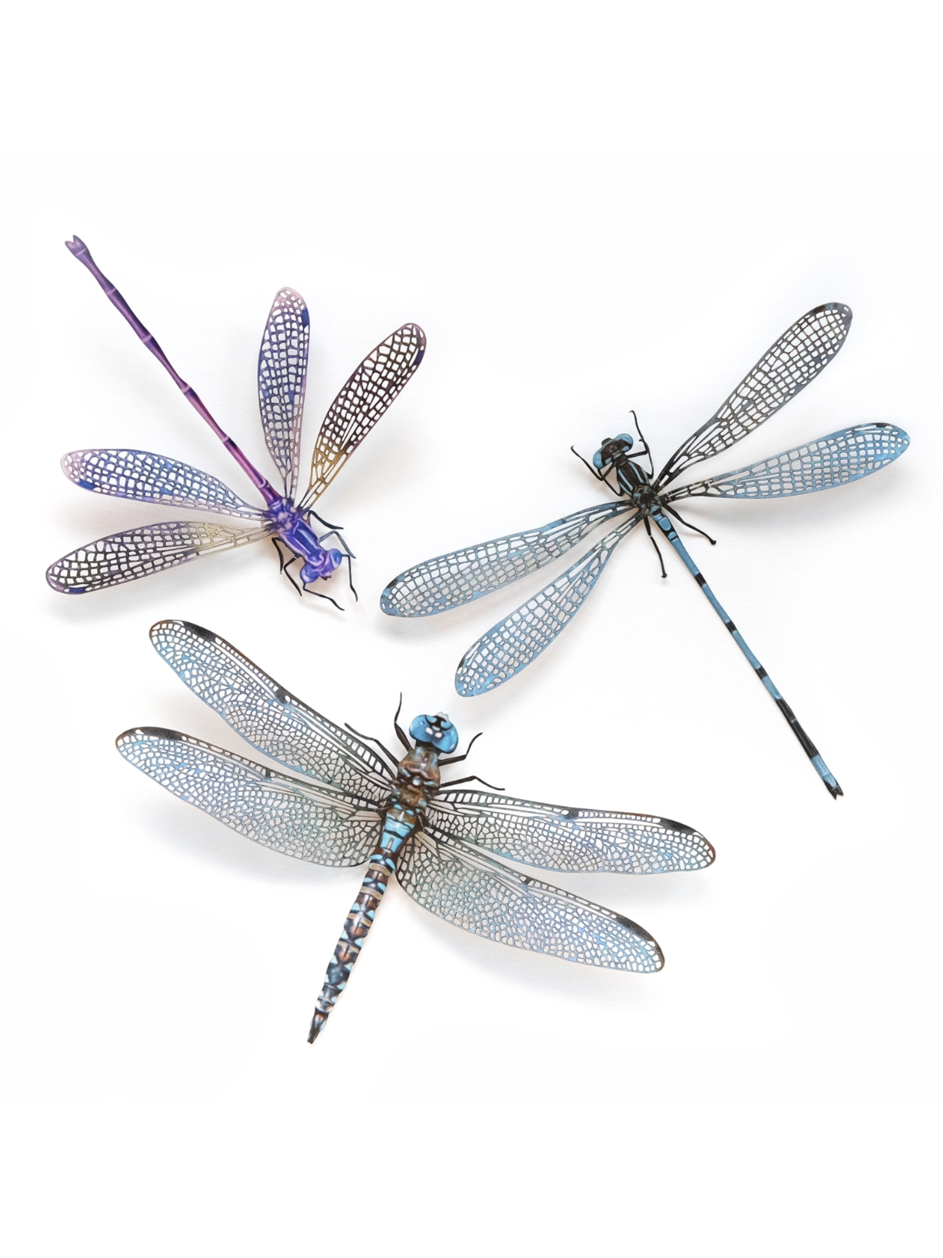 •AERIAL• dragonfly fine paper specimens