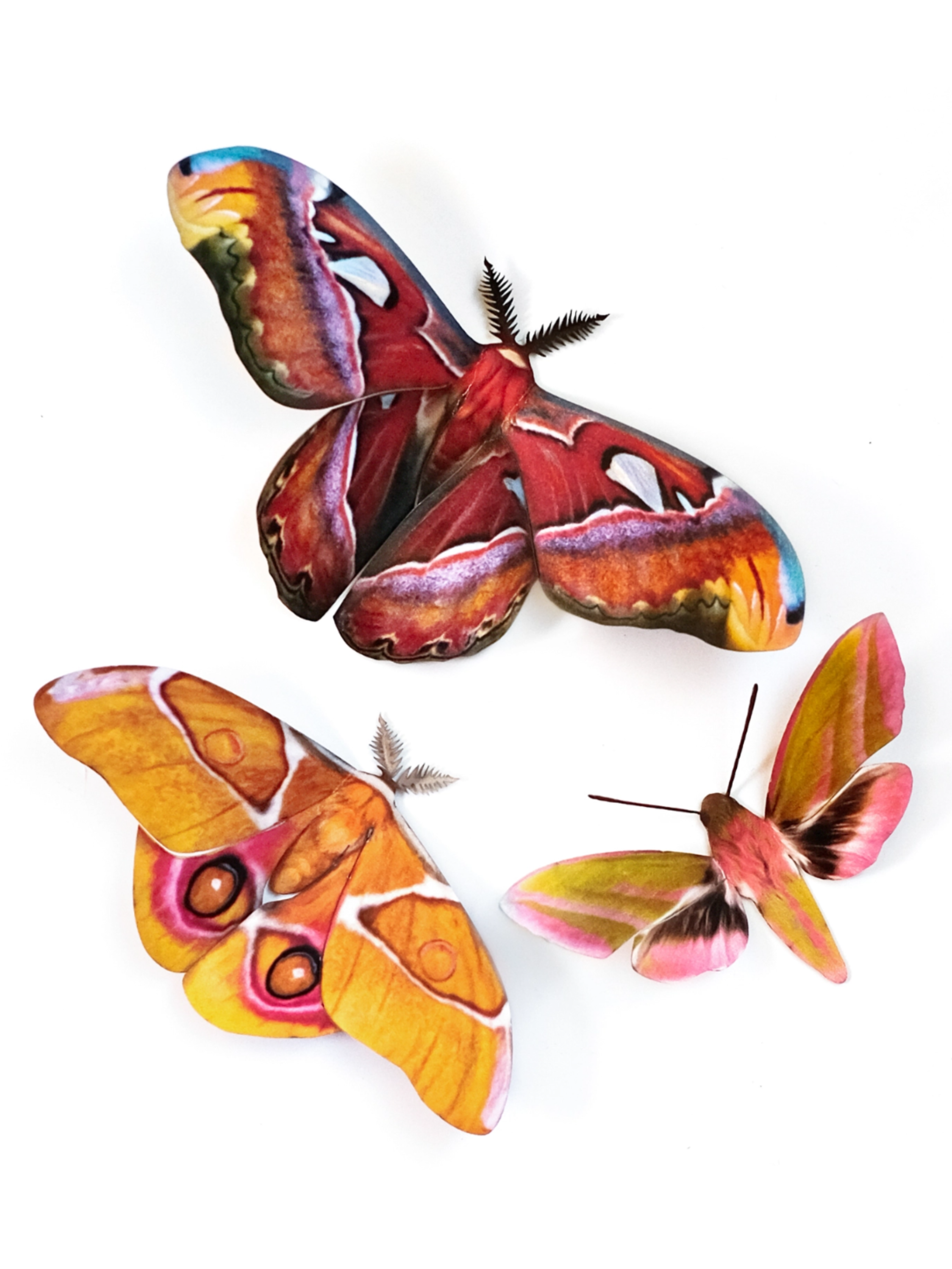 •AMBER• moth fine paper specimens