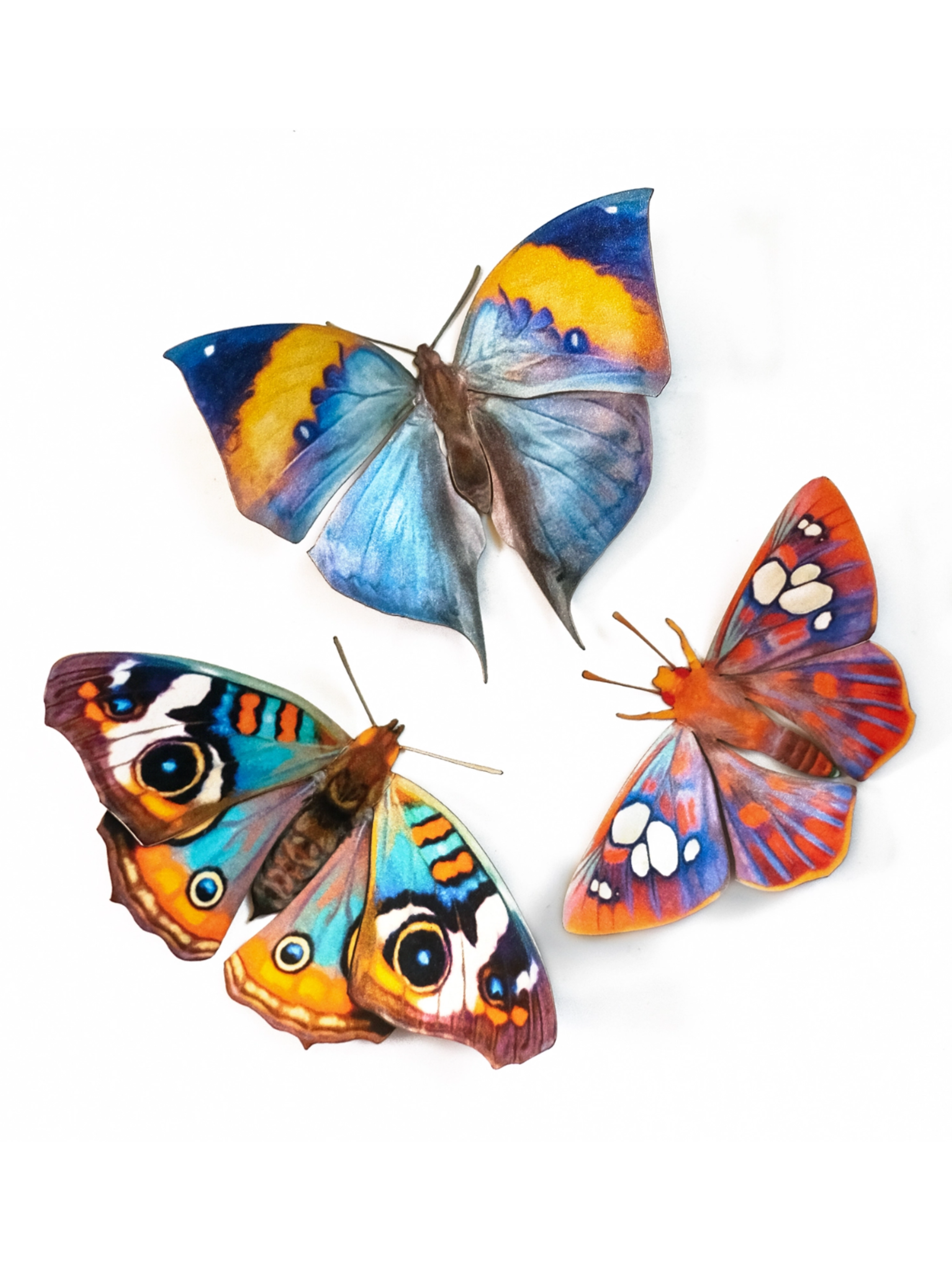 •DAWN• butterfly fine paper specimens