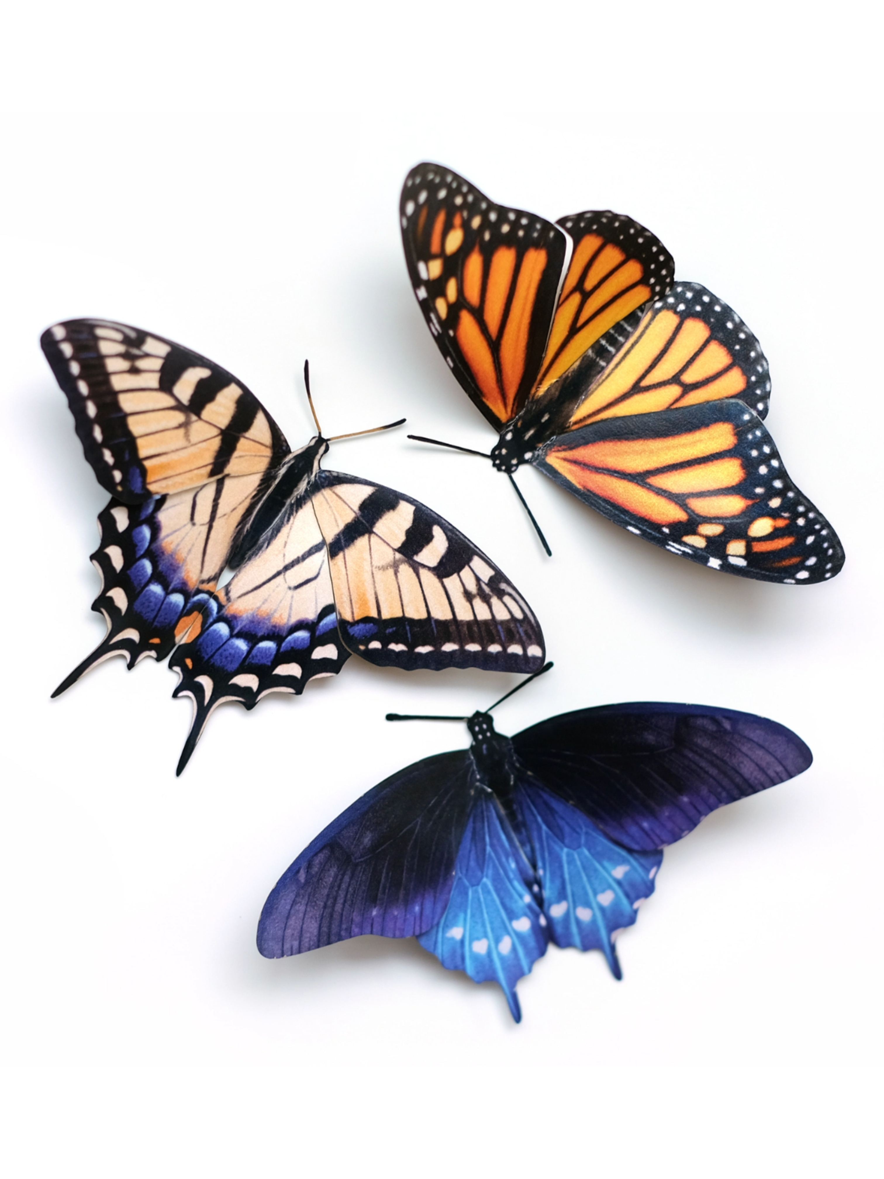 •EAST COAST• butterfly fine paper specimens