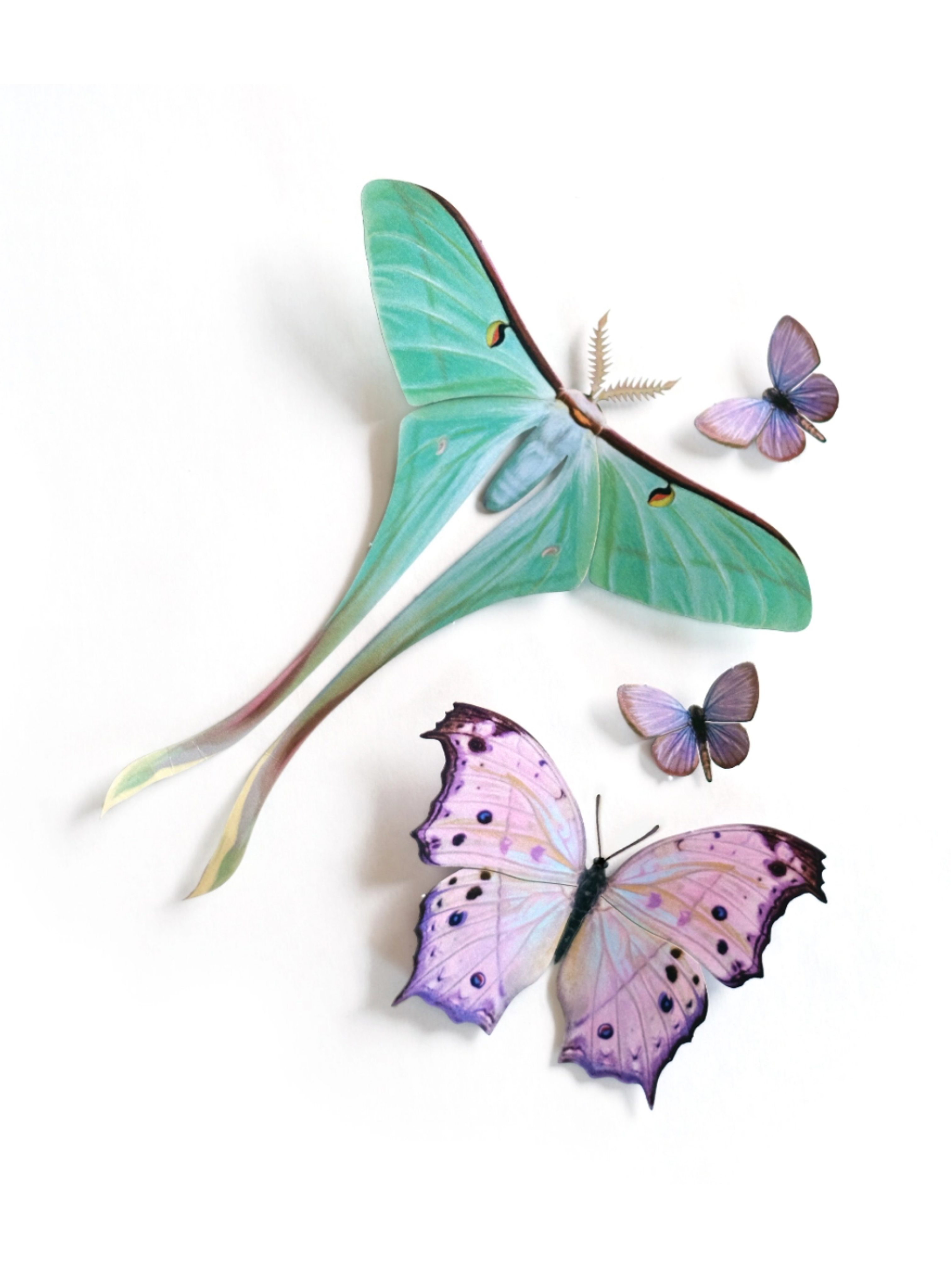 •HYACINTH• moth + butterfly fine paper specimens