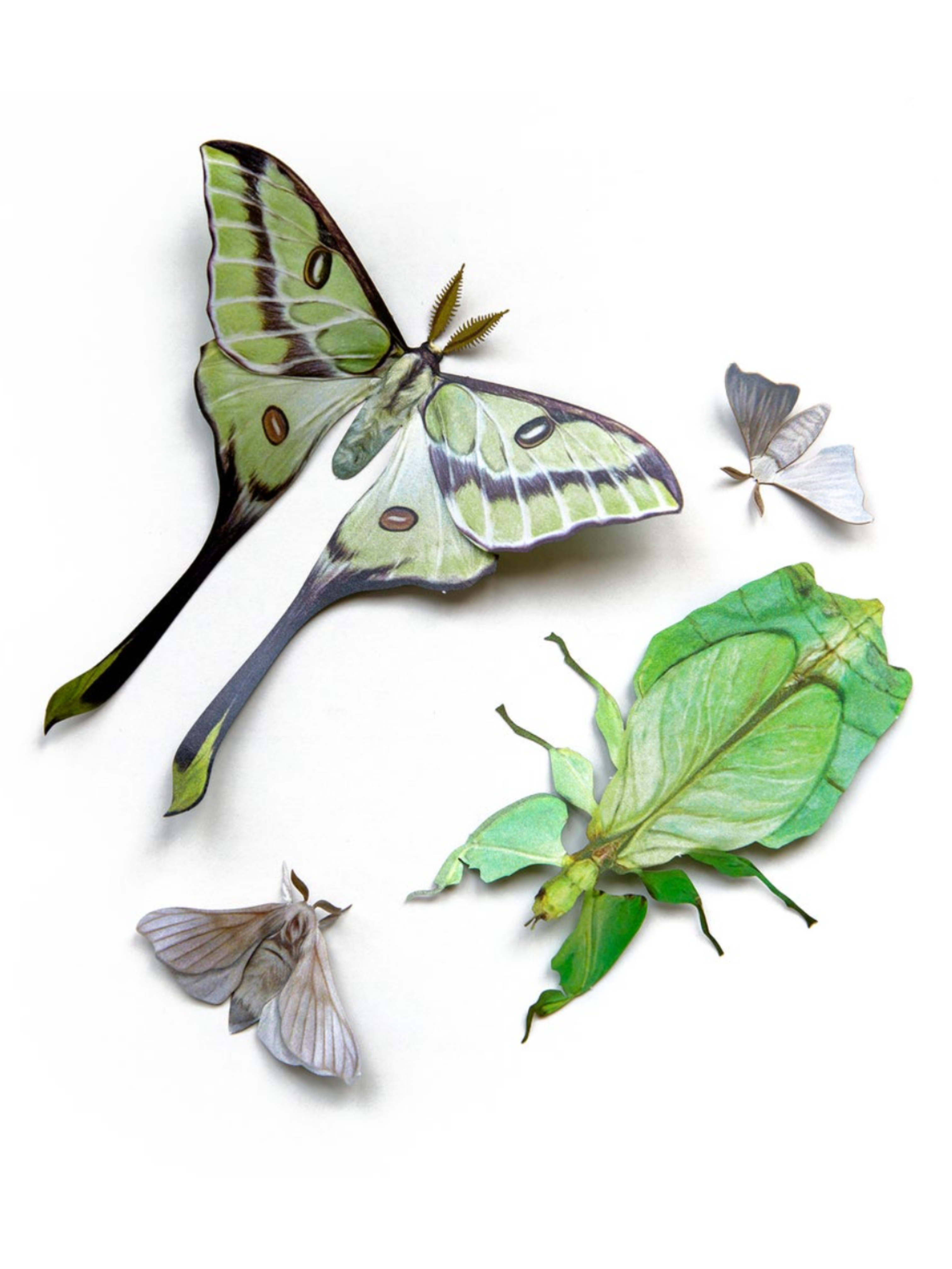 •LEAF• moth + leaf bug fine paper specimens