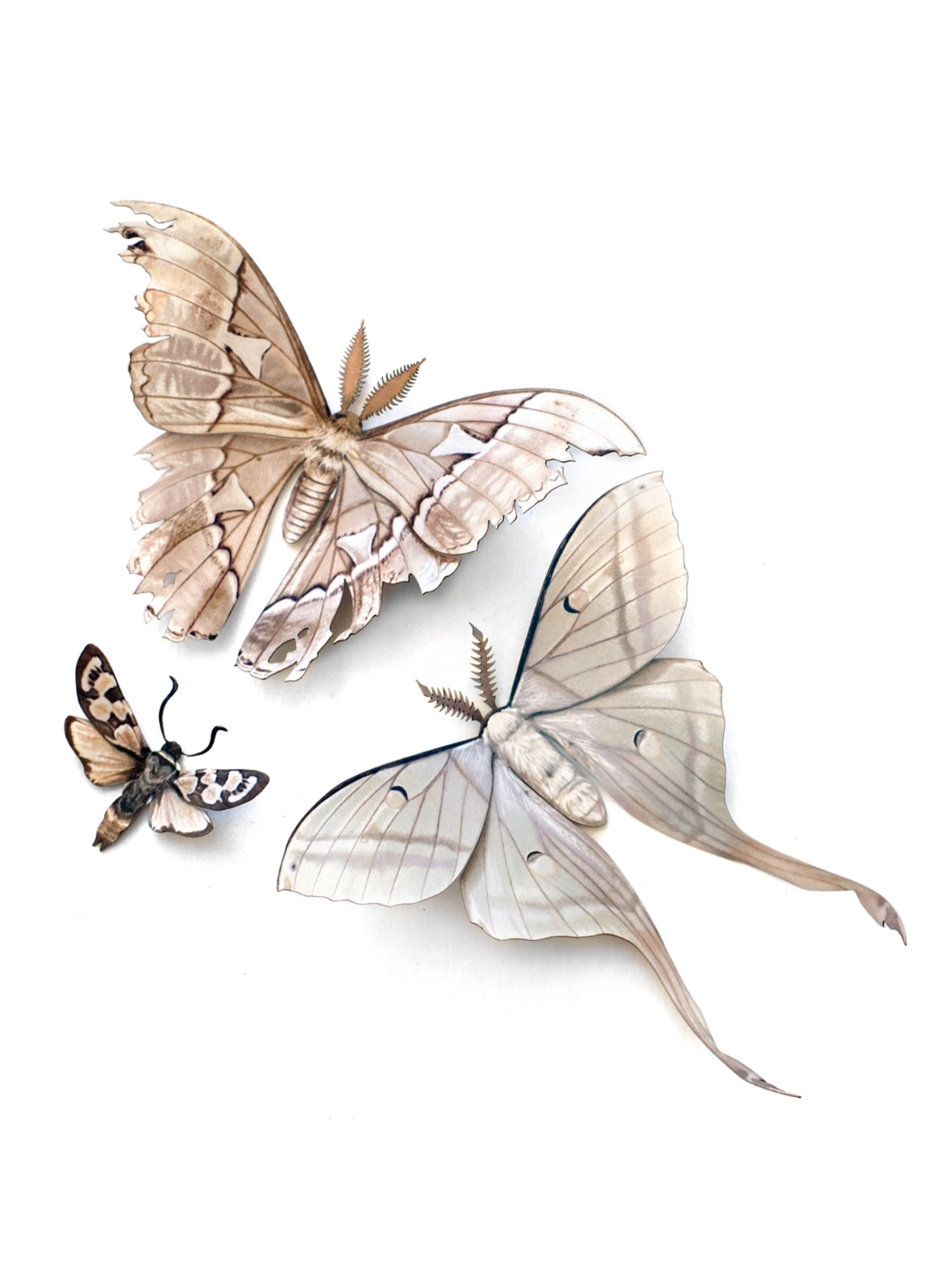 •LORE• moth fine paper specimens