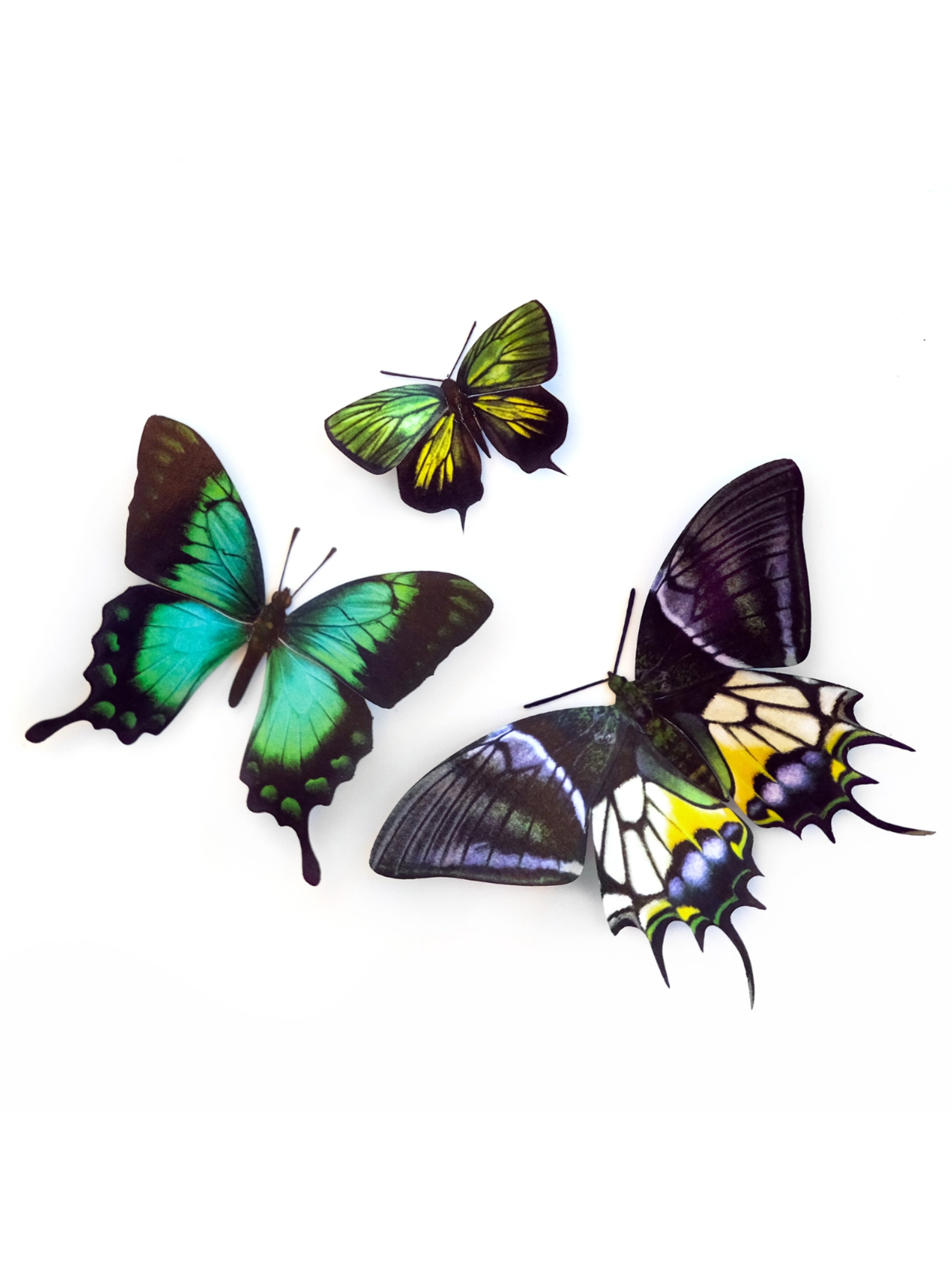 •MALACHITE• butterfly fine paper specimens
