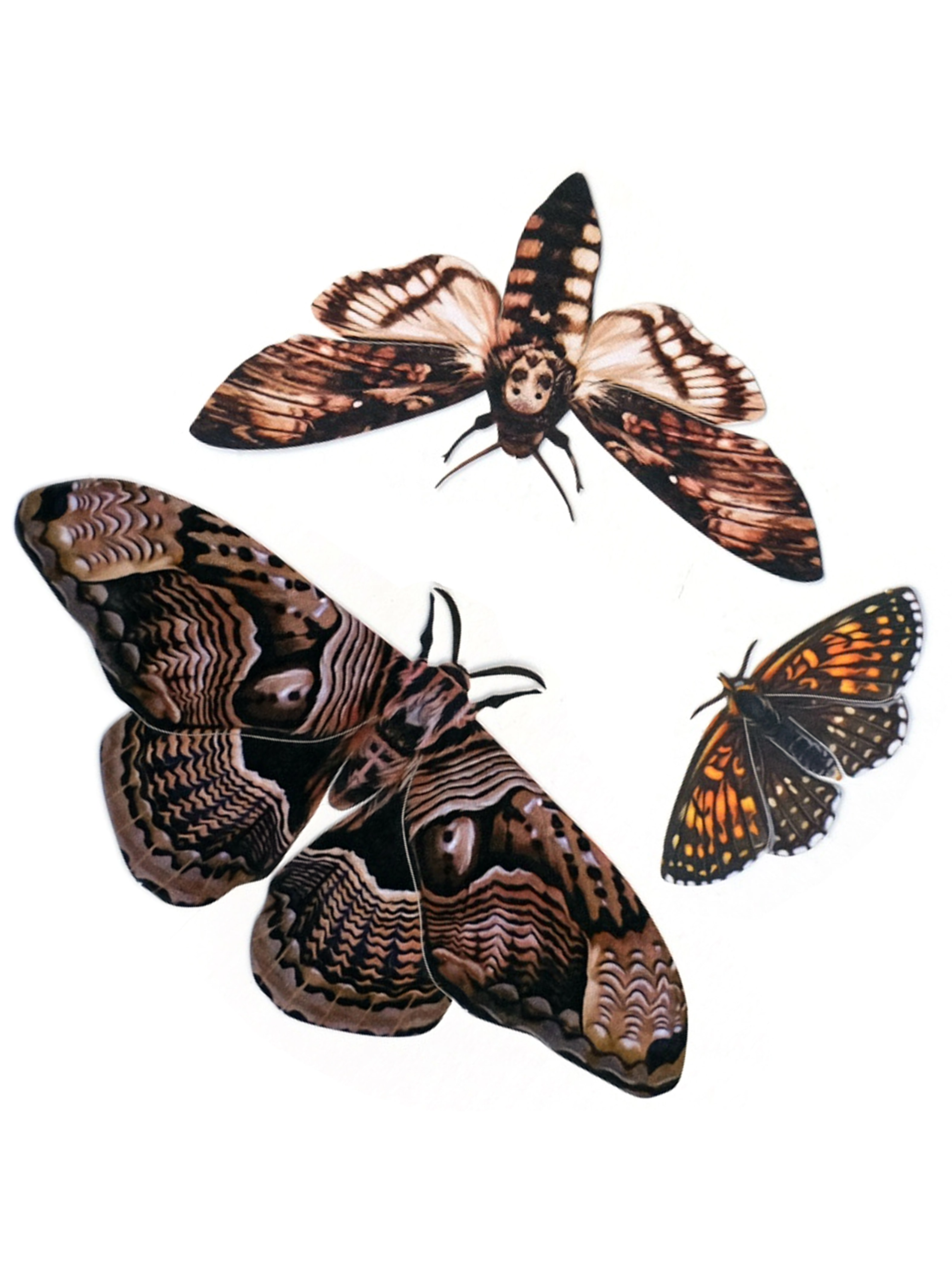 •OWL• moth + butterfly fine paper specimens